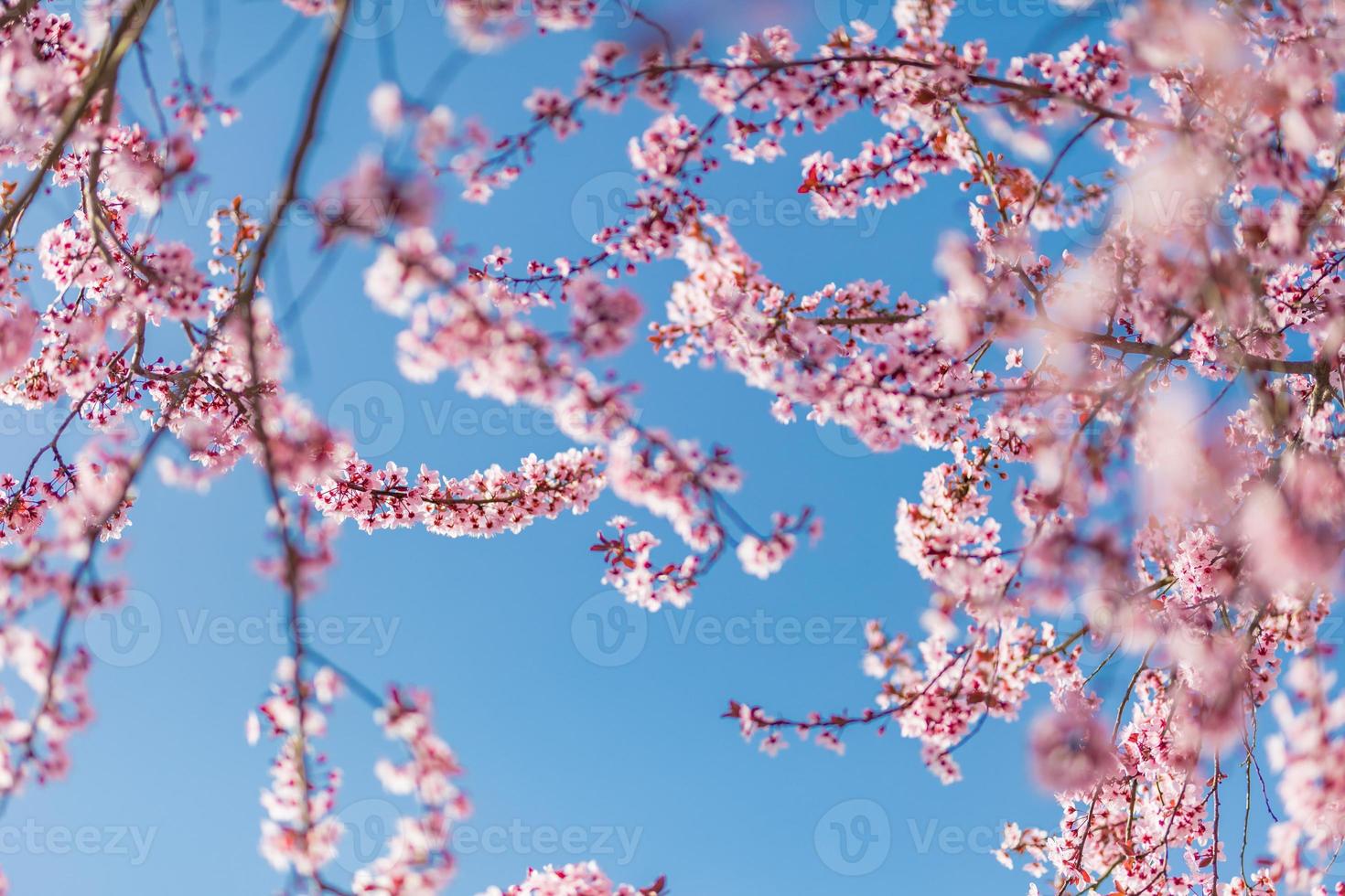 Abstract floral backdrop of purple flowers over pastel colors with soft style for spring or summer time. Nature banner springtime background with copy space. Beautiful inspirational colorful nature photo