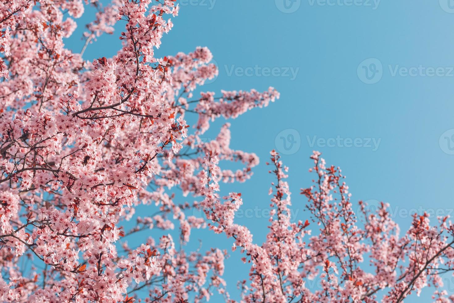 telón de fondo floral abstracto de flores de color púrpura sobre colores pastel con un estilo suave para la primavera o el verano. fondo de primavera de banner de naturaleza con espacio de copia. hermosa inspiradora naturaleza colorida foto