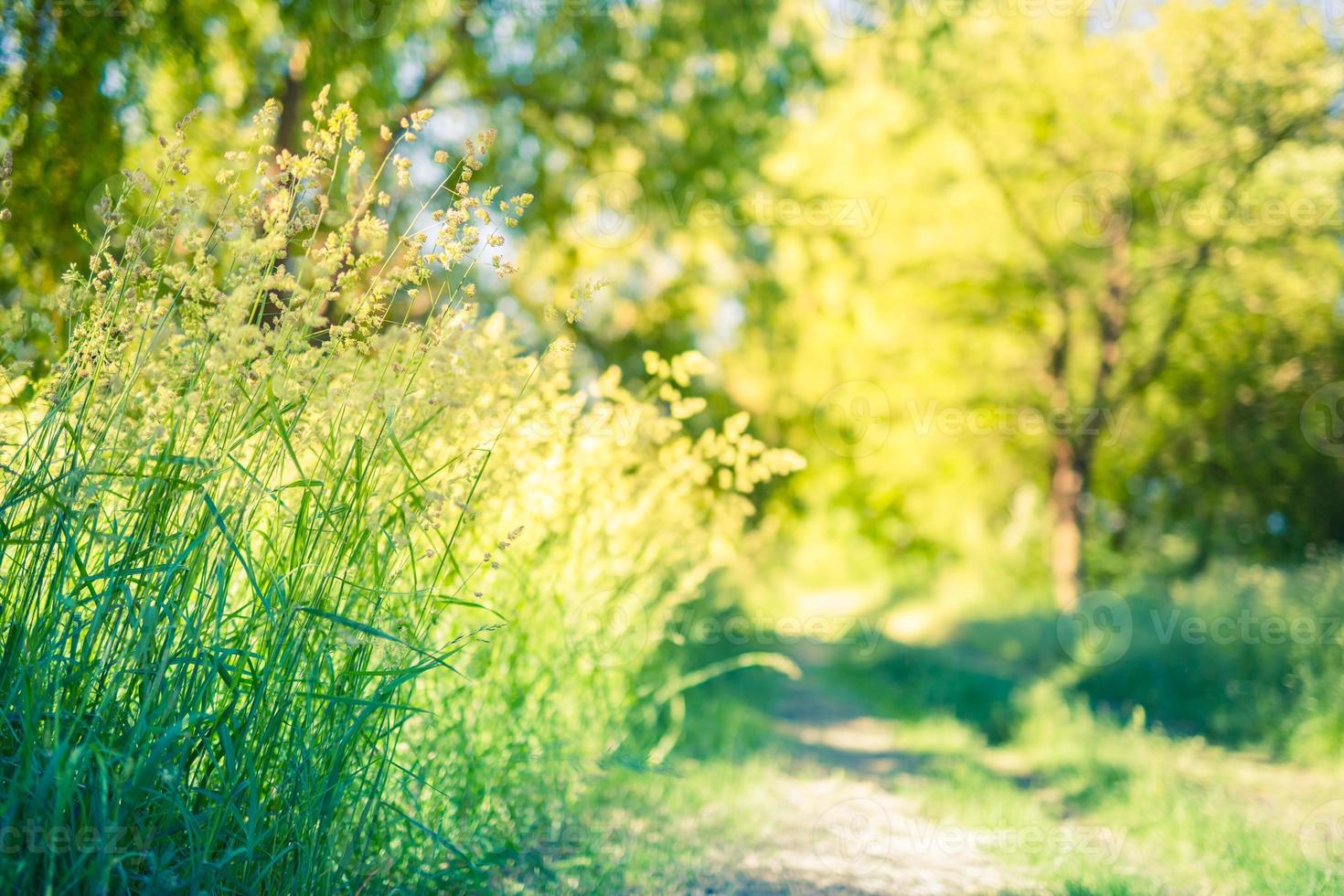 Beautiful close up ecology nature landscape with meadow. Abstract grass background. Abstract natural freshness with beauty blurred bokeh environment. Inspirational nature concept photo