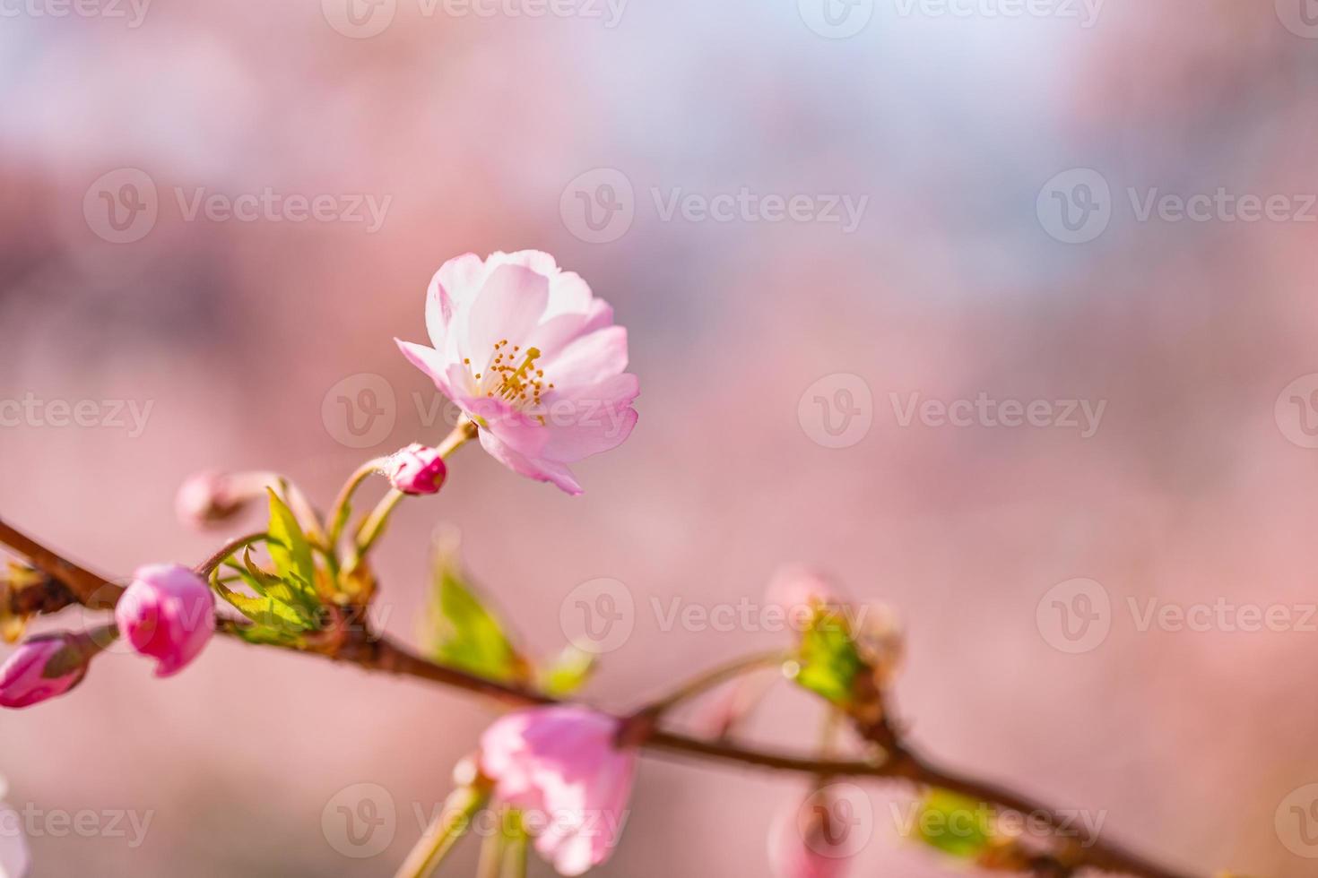 Abstract floral backdrop of purple flowers over pastel colors with soft style for spring or summer time. Nature banner springtime background with copy space. Beautiful inspirational colorful nature photo