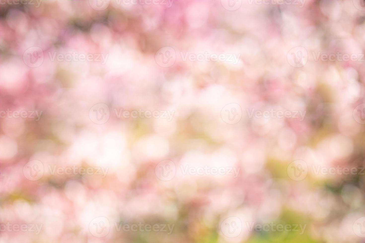 Beautiful blurred spring background, colorful bright and artistic bokeh, flowers, blooming cheery and freshness concept. Springtime template, colors, beauty in nature, seasonal blur design photo