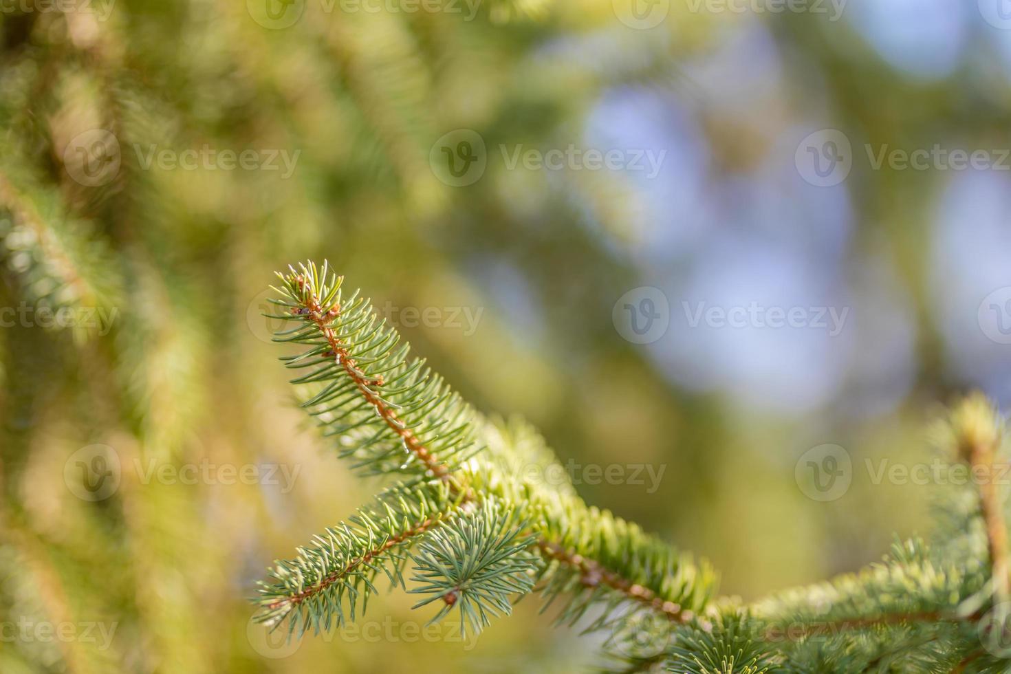 Closeup of green pine branches on blurred natural background. Evergreen forest, trees photo