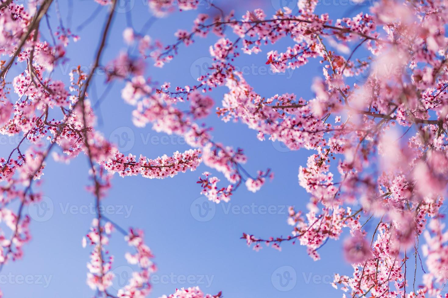 Abstract floral backdrop of purple flowers over pastel colors with soft style for spring or summer time. Nature banner springtime background with copy space. Beautiful inspirational colorful nature photo