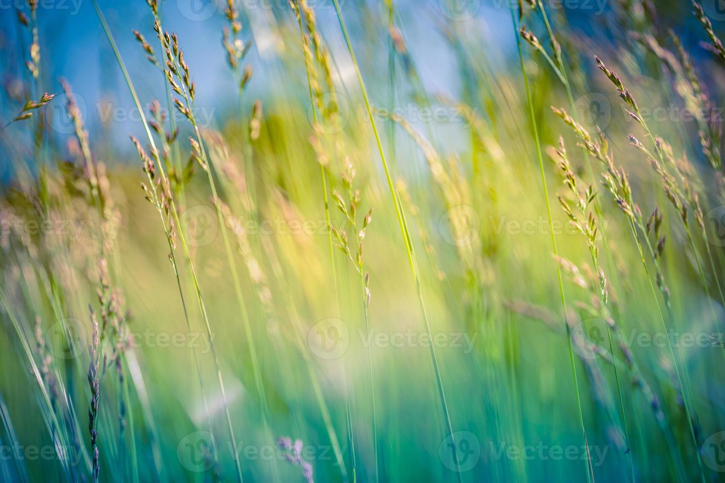 Beautiful close up ecology nature landscape with meadow. Abstract grass background. Abstract natural freshness with beauty blurred bokeh environment. Inspirational nature concept photo
