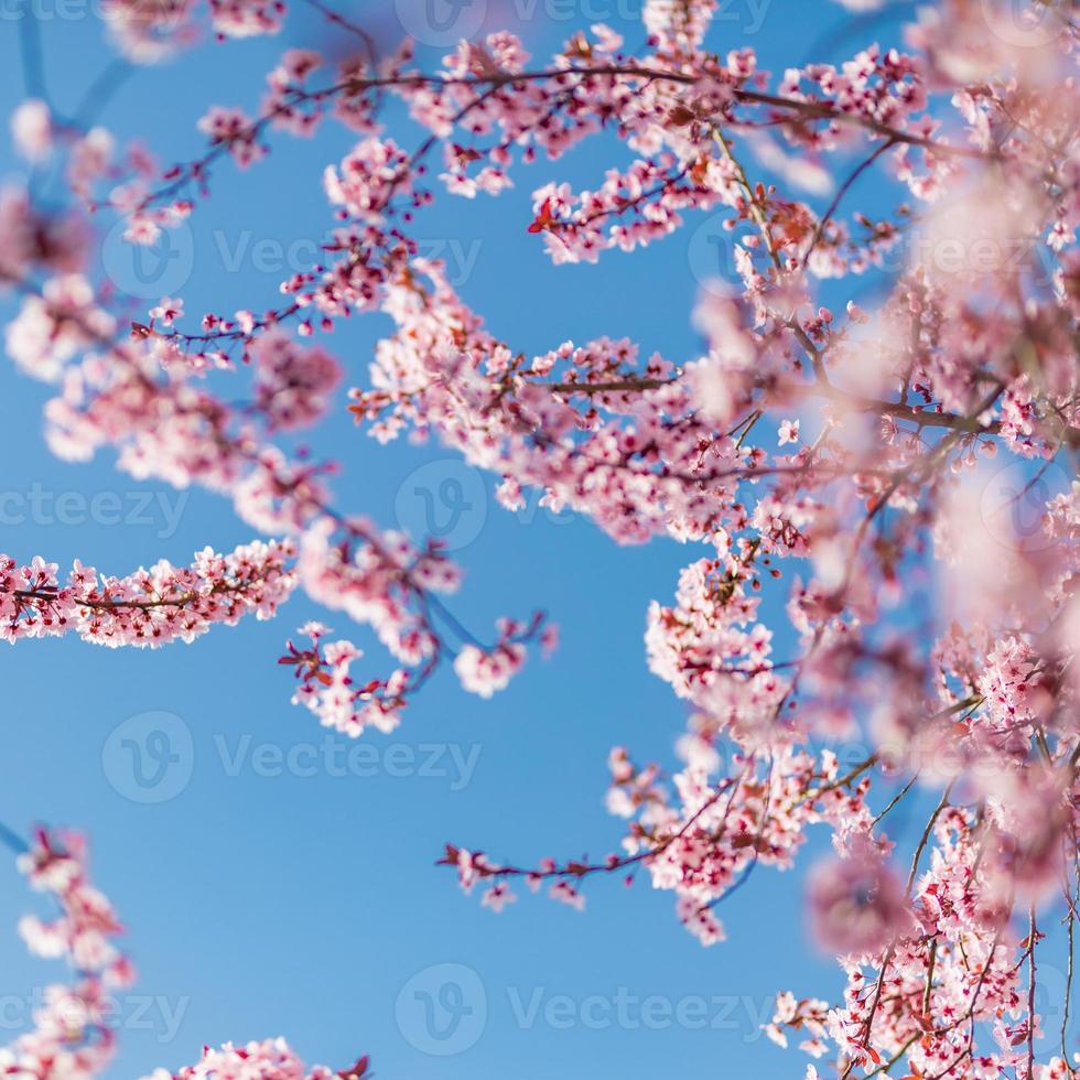 Abstract floral backdrop of purple flowers over pastel colors with soft style for spring or summer time. Nature banner springtime background with copy space. Beautiful inspirational colorful nature photo