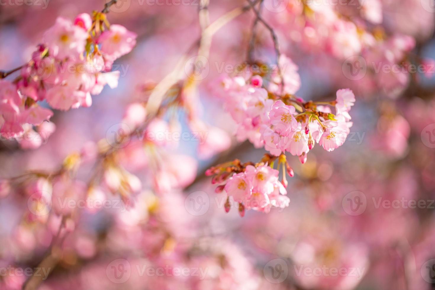 Abstract floral backdrop of purple flowers over pastel colors with soft style for spring or summer time. Nature banner springtime background with copy space. Beautiful inspirational colorful nature photo