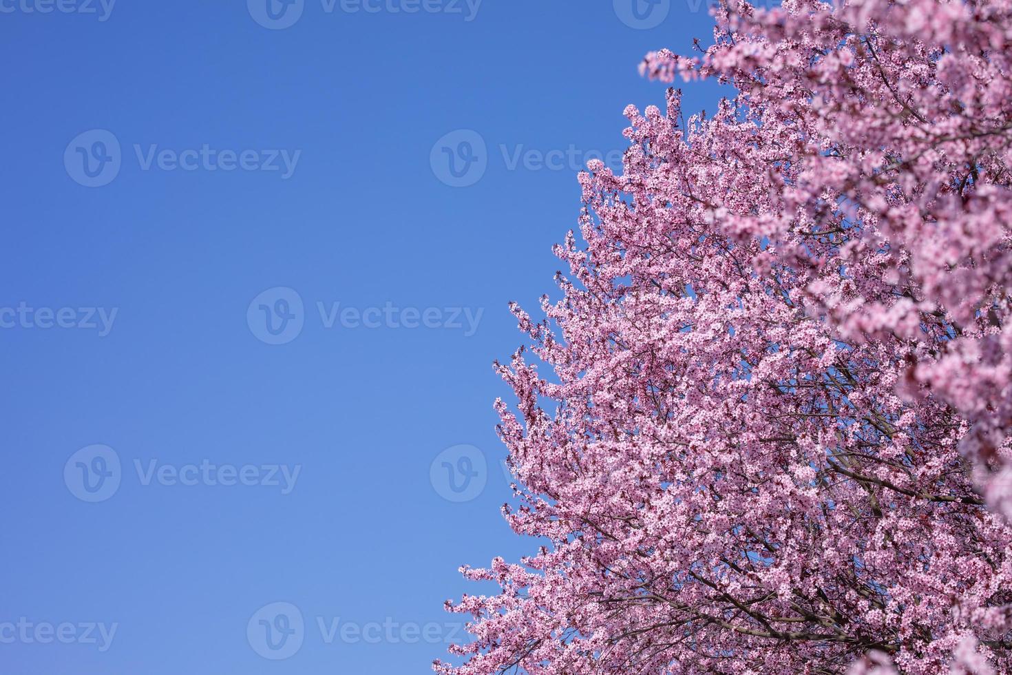 Abstract floral backdrop of purple flowers over pastel colors with soft style for spring or summer time. Nature banner springtime background with copy space. Beautiful inspirational colorful nature photo