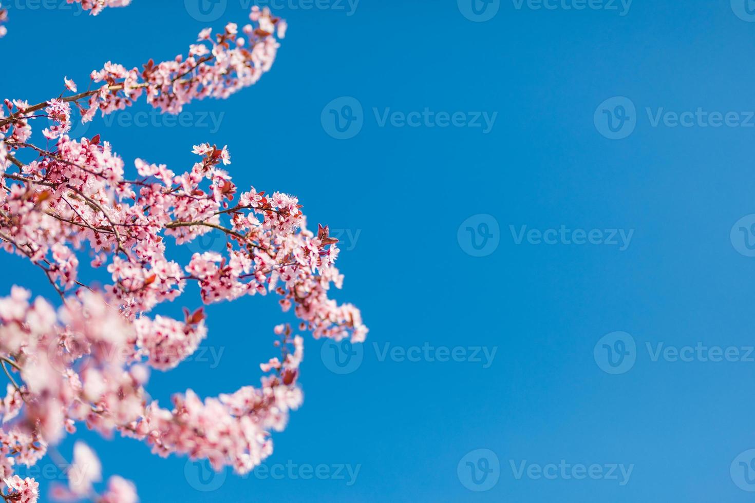 Abstract floral backdrop of purple flowers over pastel colors with soft style for spring or summer time. Nature banner springtime background with copy space. Beautiful inspirational colorful nature photo
