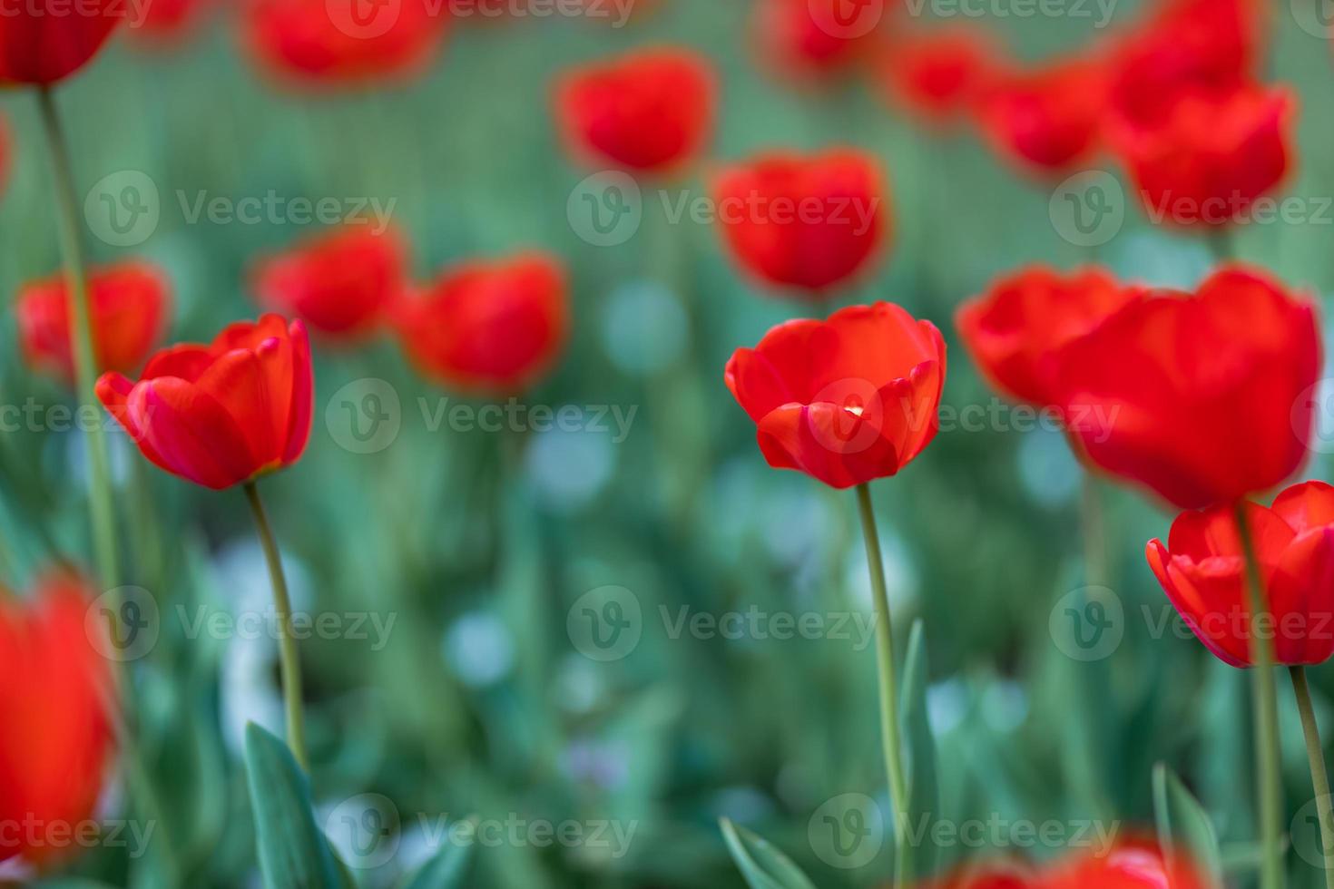 Amazing nature concept. Lovely red tulips flowering under sunlight summer spring day landscape. Natural view of tulip flowers blooming in the garden with green grass as morning spring background. photo