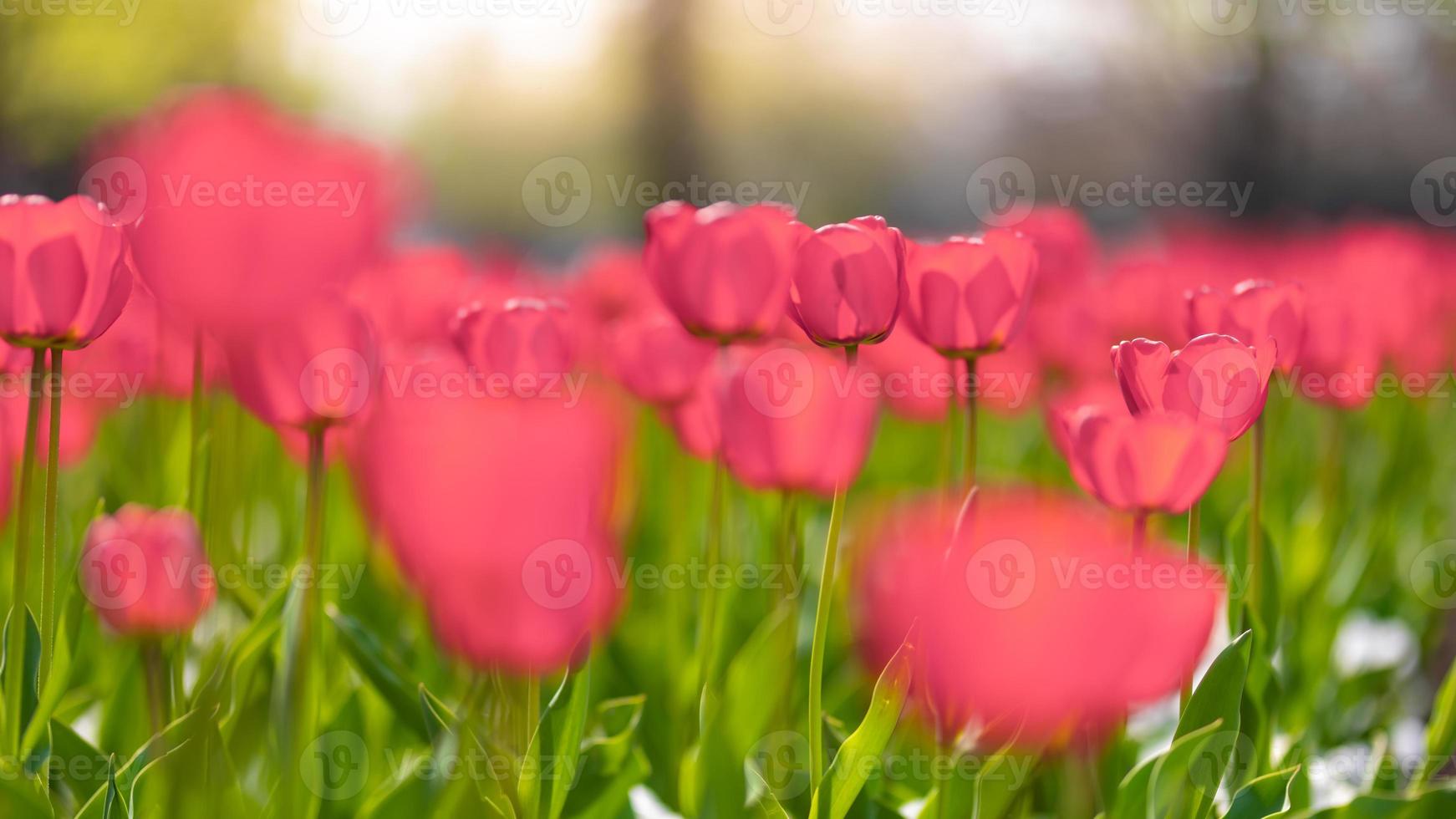Close-up of pink tulips in a field of pink tulips on blurred bokeh background. Artistic nature scenery, soft and bright flower field. Beautiful blooming spring and summer flowers, abstract floral photo