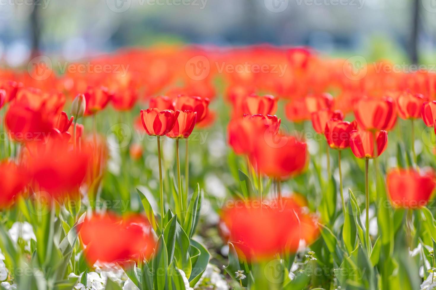 Closeup nature view of amazing red pink tulips blooming in garden. Spring flowers under sunlight. Natural sunny flower plants landscape and blurred romantic foliage. Serene panoramic nature banner photo