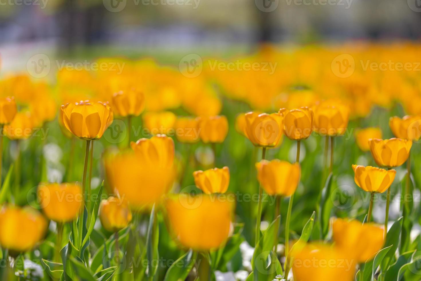 Nature background of beautiful yellow tulip flower in spring serenity and solitude inspirational nature background concept. Petal and flora template, wonderful nature scenery background. Nature beauty photo