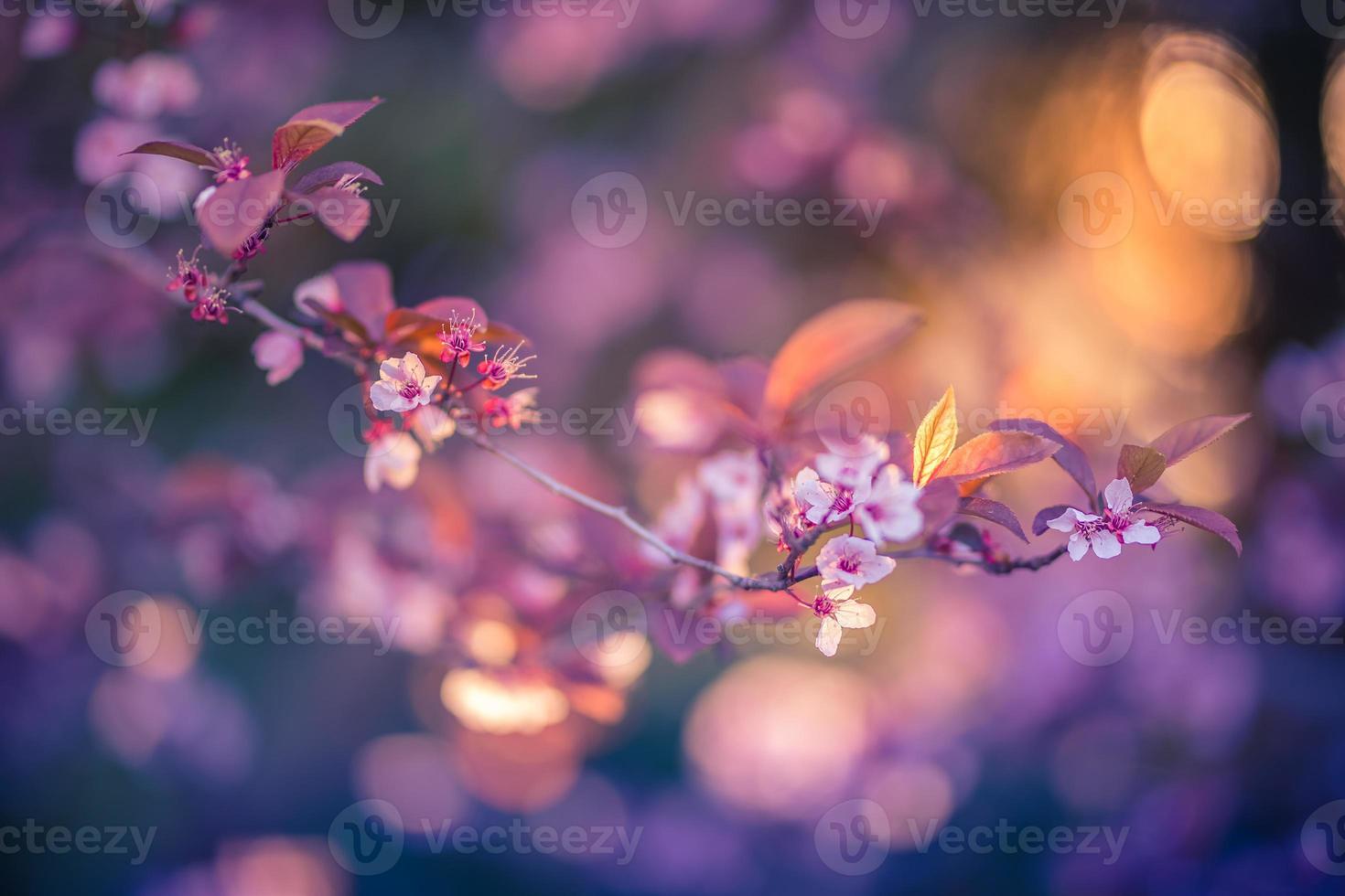 Wonderful nature scene background for spring or summer background. Pink cherry flowers and soft sunset nature as relaxing moody closeup. Beautiful floral spring abstract background of nature, inspire photo
