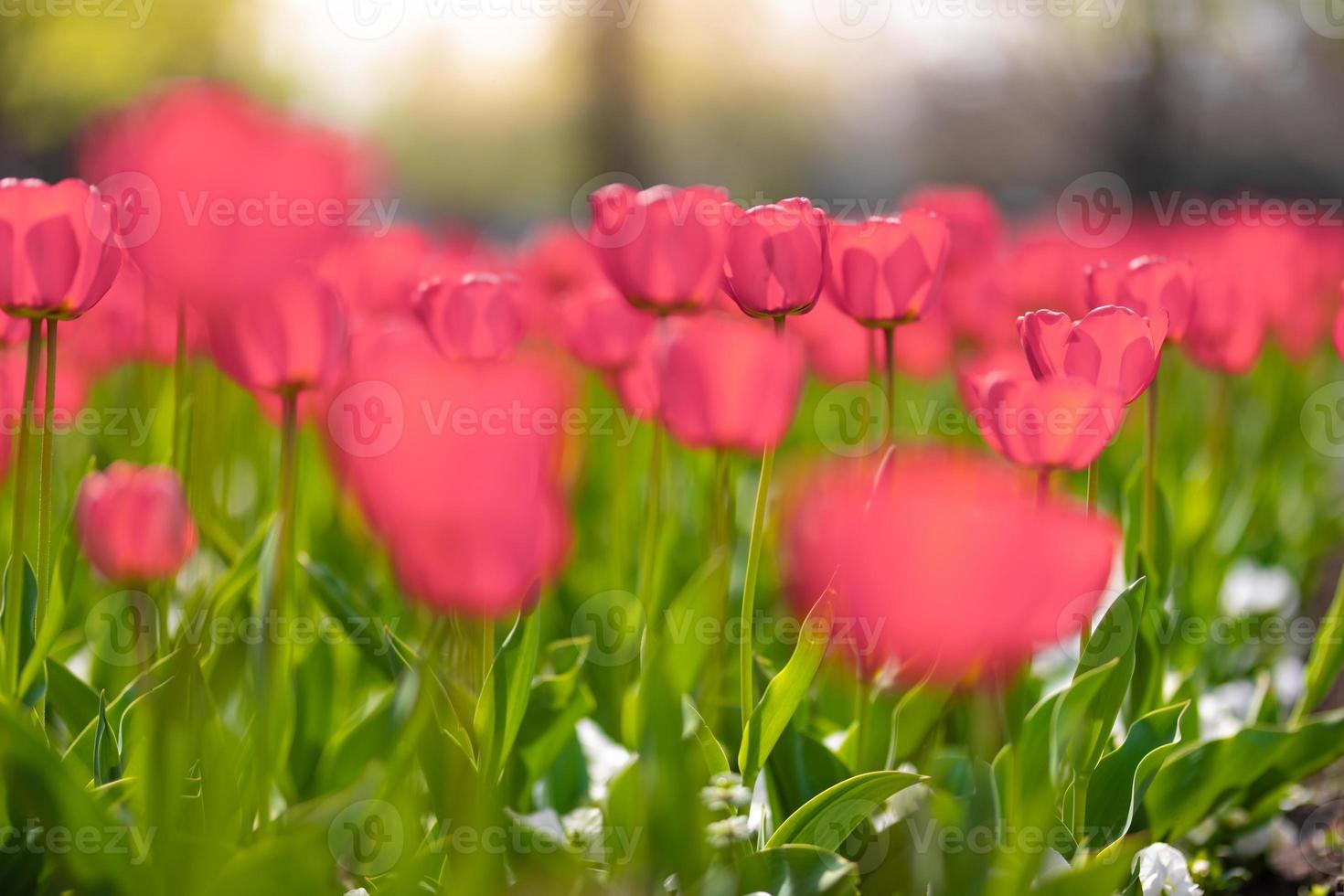 Close-up of pink tulips in a field of pink tulips on blurred bokeh background. Artistic nature scenery, soft and bright flower field. Beautiful blooming spring and summer flowers, abstract floral photo