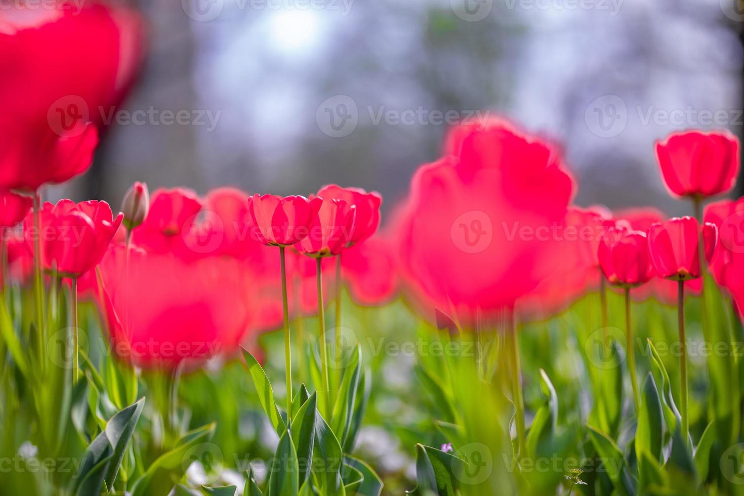Close-up of pink tulips in a field of pink tulips on blurred bokeh background. Artistic nature scenery, soft and bright flower field. Beautiful blooming spring and summer flowers, abstract floral photo