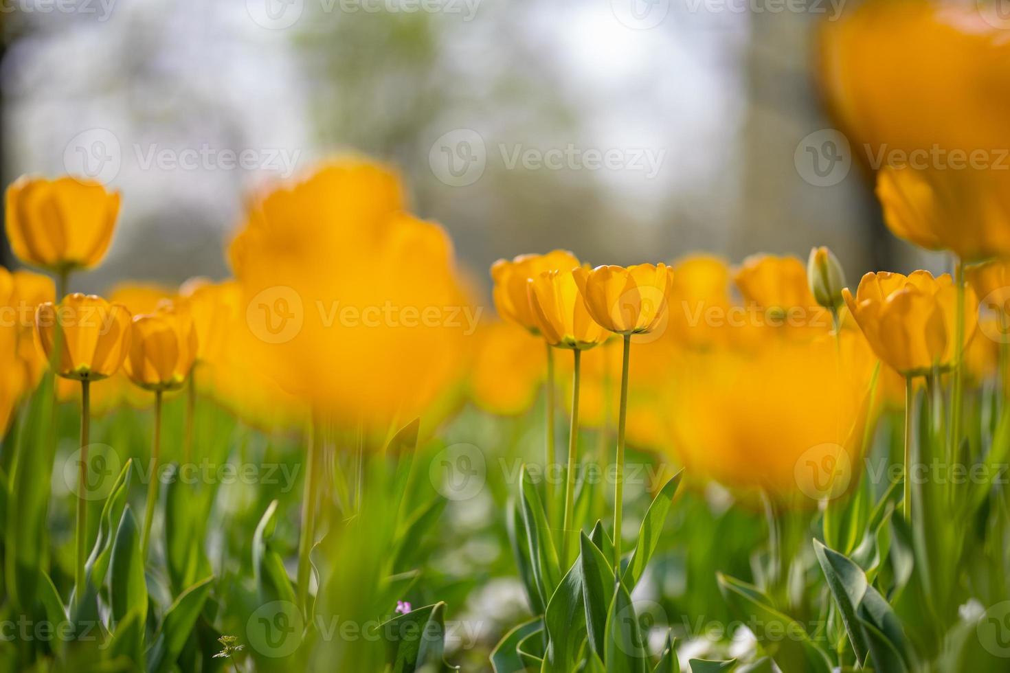 Nature background of beautiful yellow tulip flower in spring serenity and solitude inspirational nature background concept. Petal and flora template, wonderful nature scenery background. Nature beauty photo