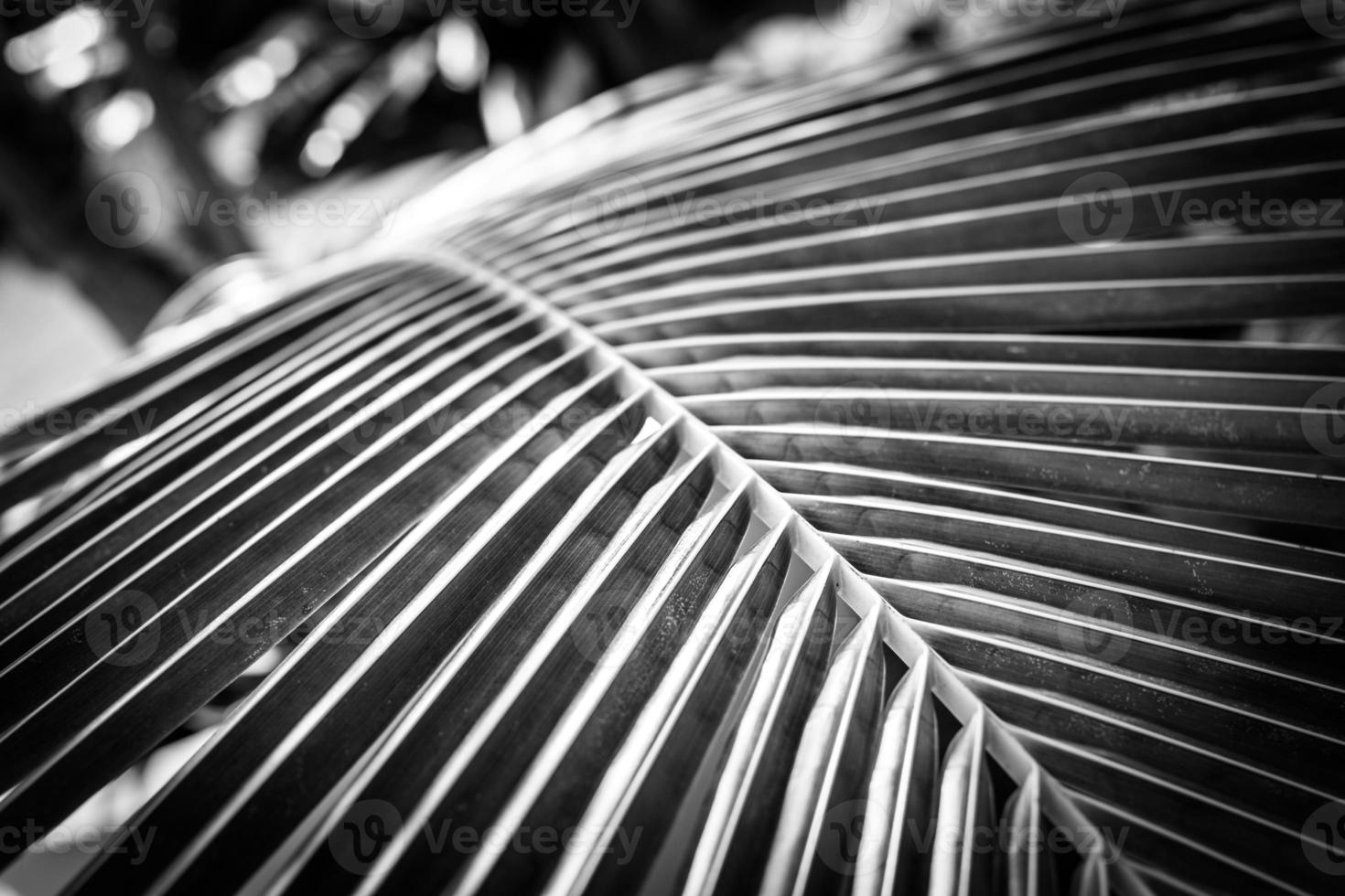 concepto artístico en blanco y negro de hojas de palma con gotas de lluvia y luz solar suave al atardecer, naturaleza dramática brillante con espacio de copia. hojas de palma en blanco y negro foto