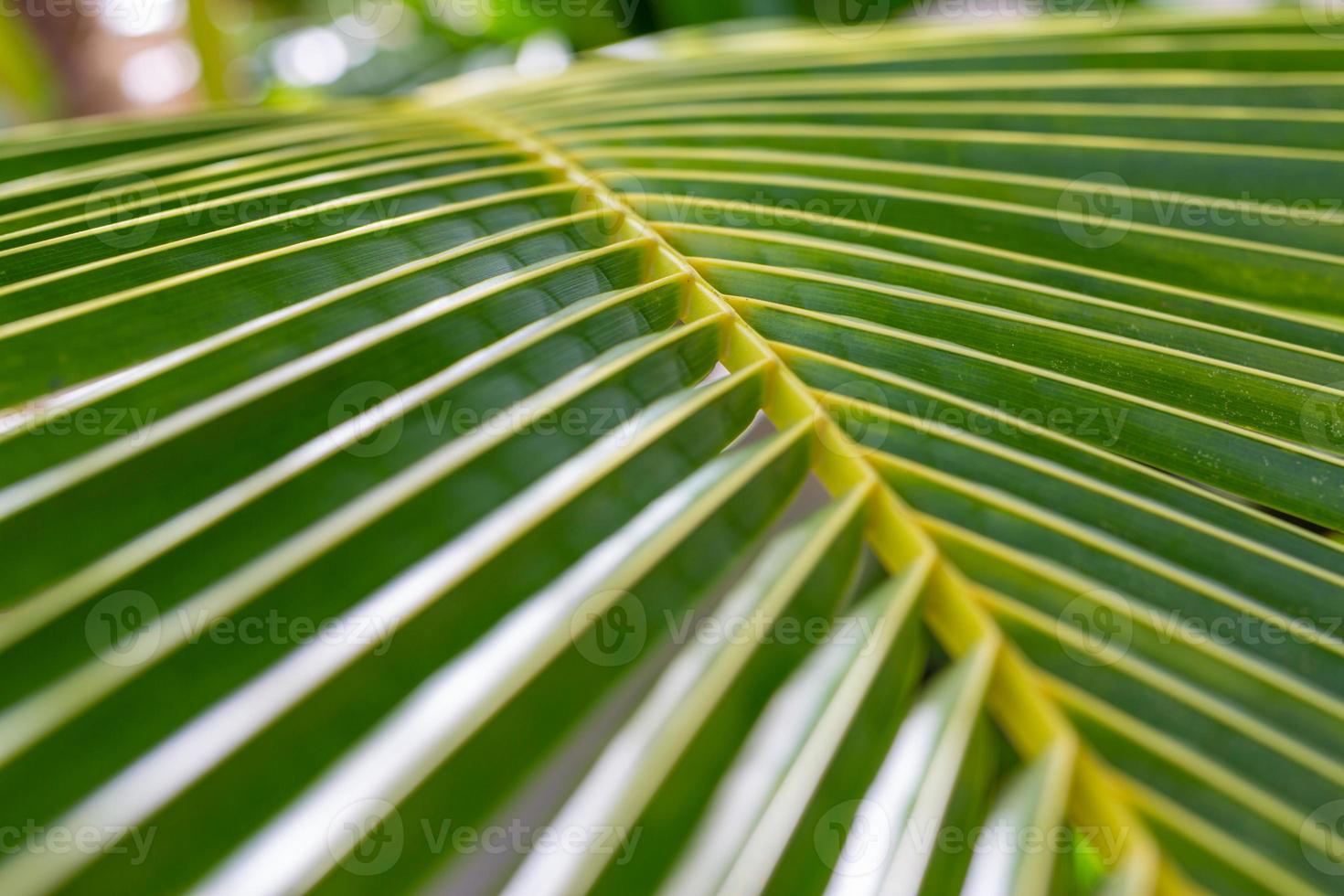 líneas y texturas de hojas de palma verde. Hermoso fondo natural de bosque tropical y selva, primer plano de hoja de palma verde foto