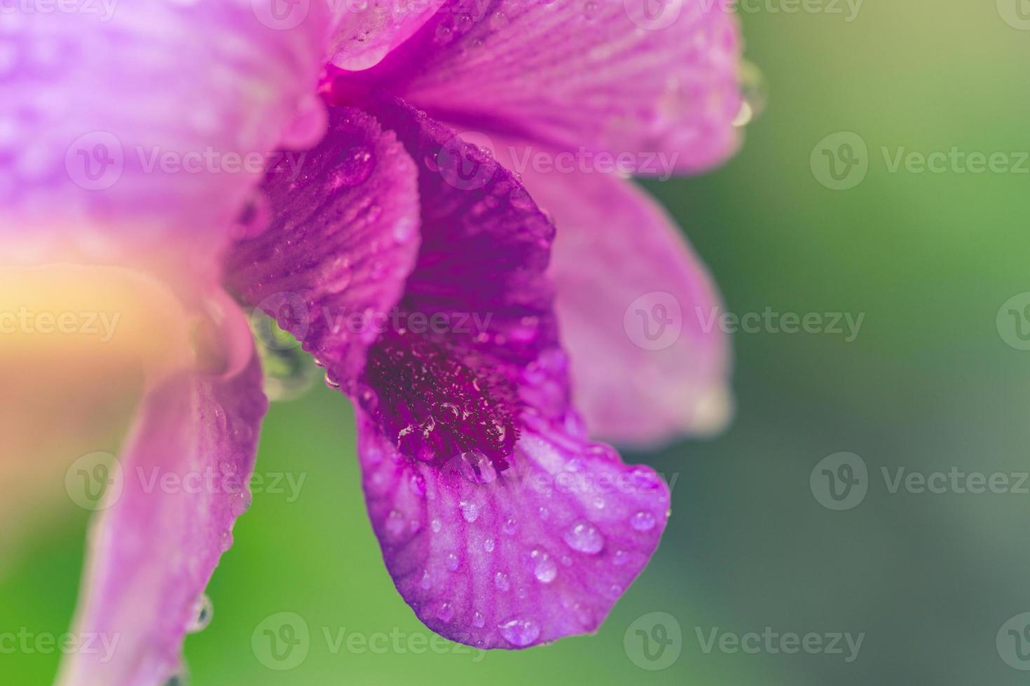 Purple orchid flower macro with water droplets. Tropical blossom, natural light nature closeup. photo