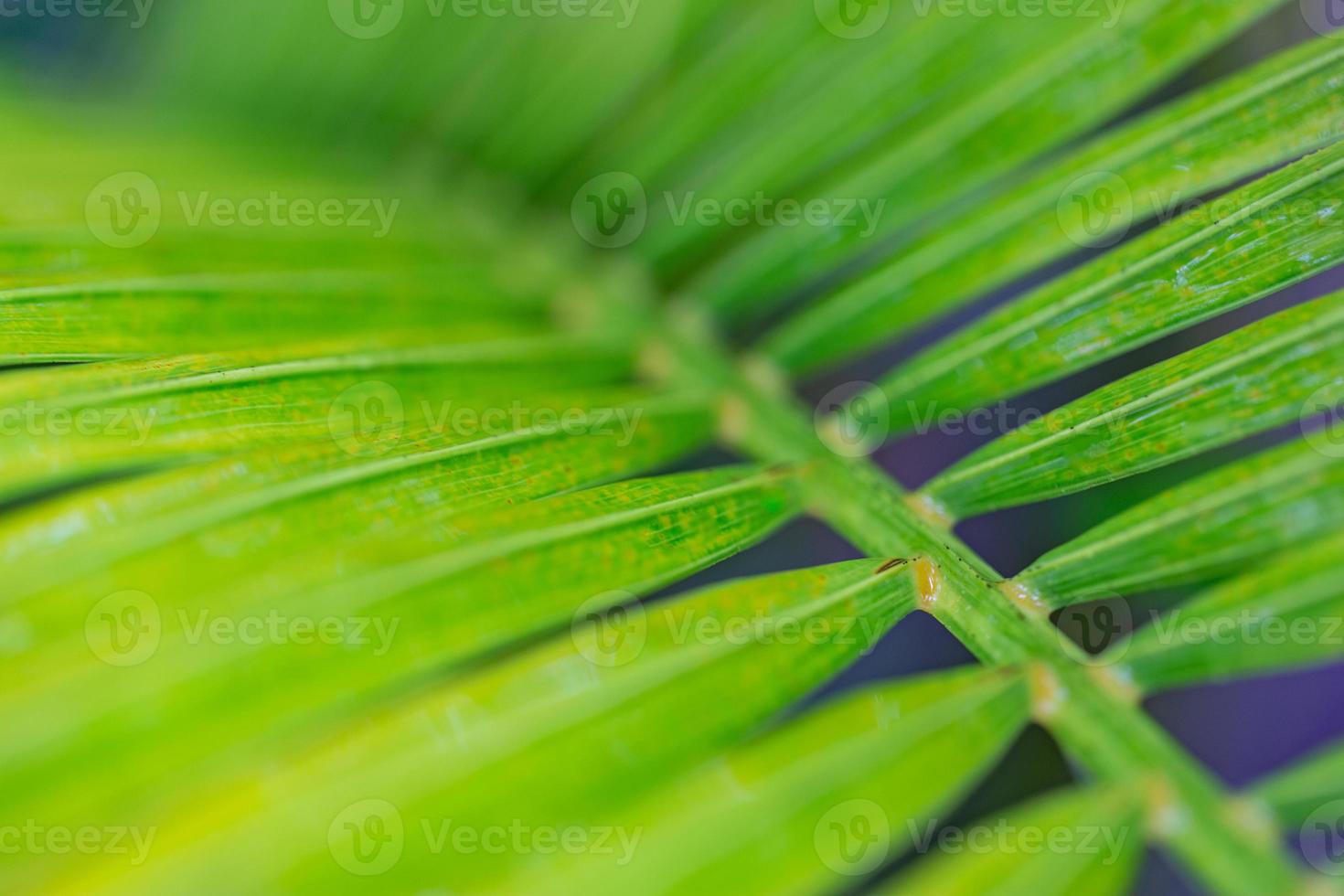 Lines and textures of green palm leaves. Beautiful nature background of tropical forest and jungle, green palm leaf closeup photo