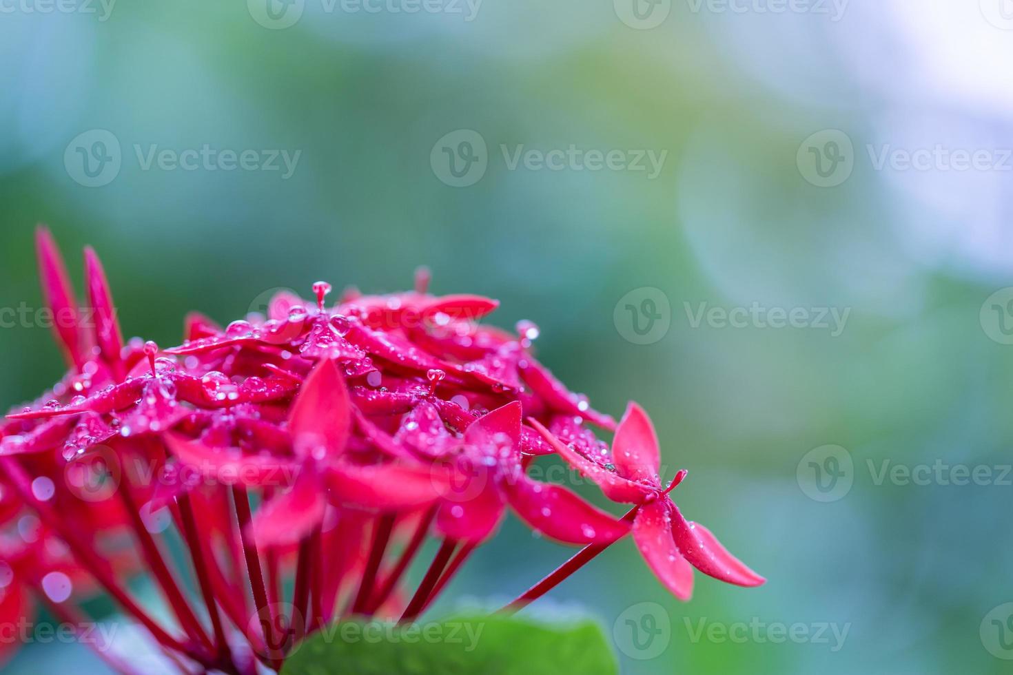 flor de santan en la isla de maldivas. Primer plano de flor tropical santan roja con gotas de lluvia matutina y fondo de bokek borroso, luz natural suave foto