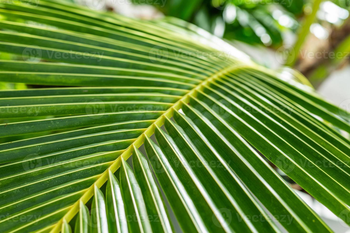 Lines and textures of green palm leaves. Beautiful nature background of tropical forest and jungle, green palm leaf closeup photo