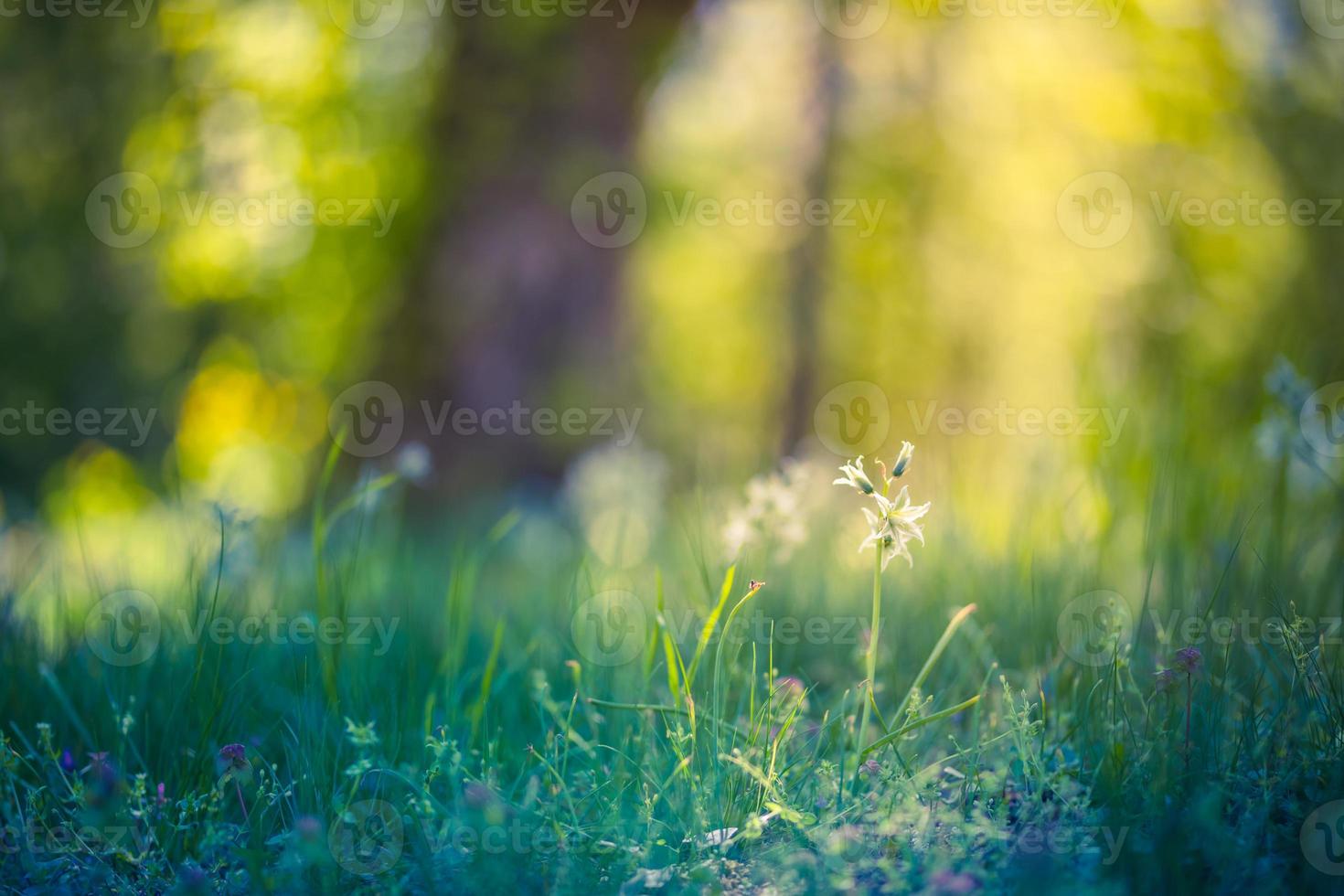 flores de pradera, hermoso campo soleado de primavera verano, fondo de árboles borrosos. prado de flores blancas en la luz del atardecer, campo de bosque de hierba verde, paisaje natural de ensueño foto