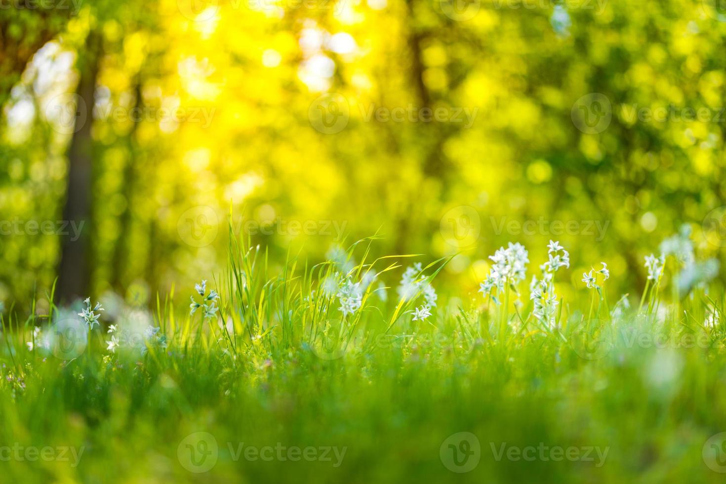 Meadow pink flowers on morning sunlight background. Beautiful meadow field, golden sunset light, blurred background. Bright abstract spring summer concept, design photo