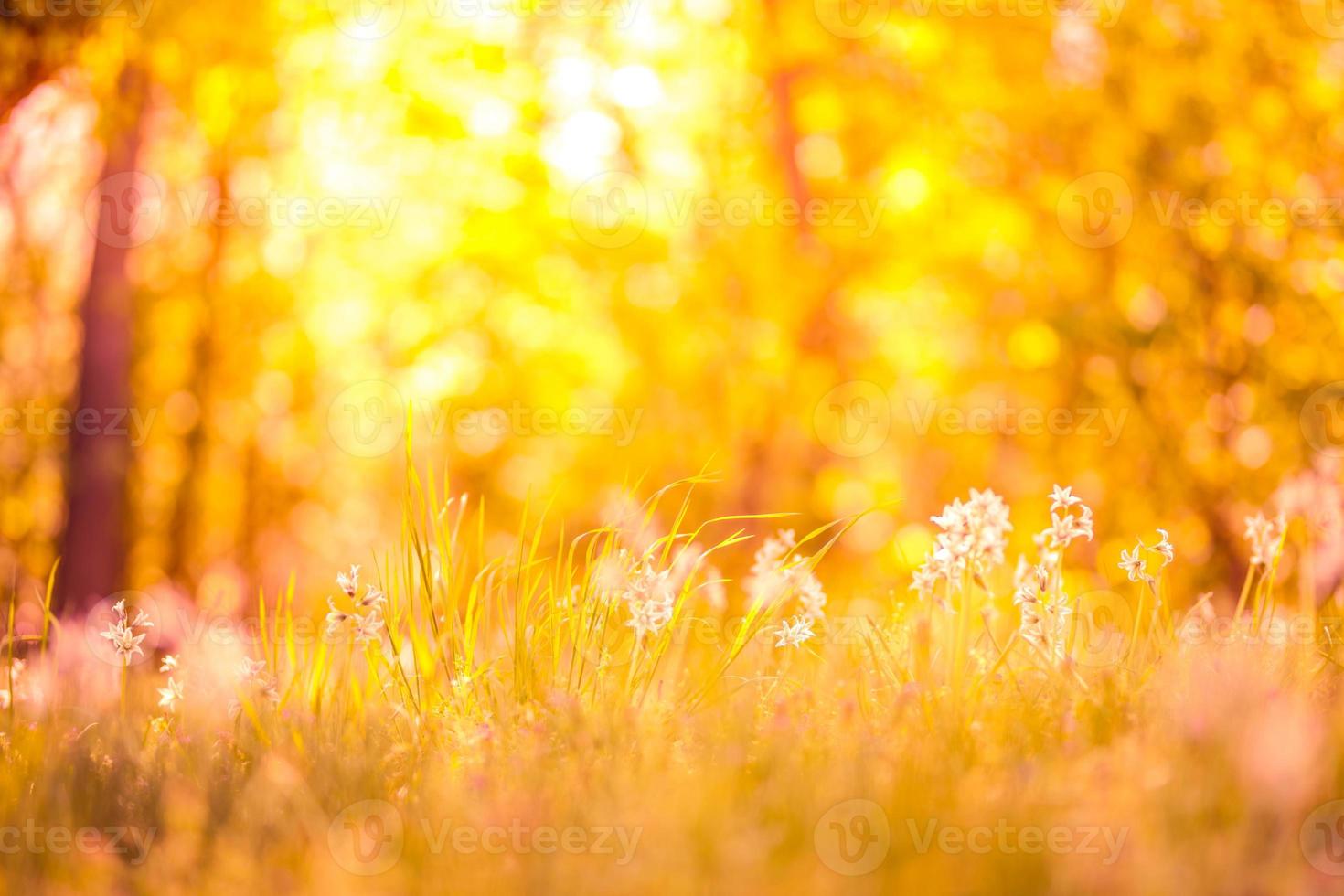 Meadow pink flowers on morning sunlight background. Beautiful meadow field, golden sunset light, blurred background. Bright abstract spring summer concept, design photo