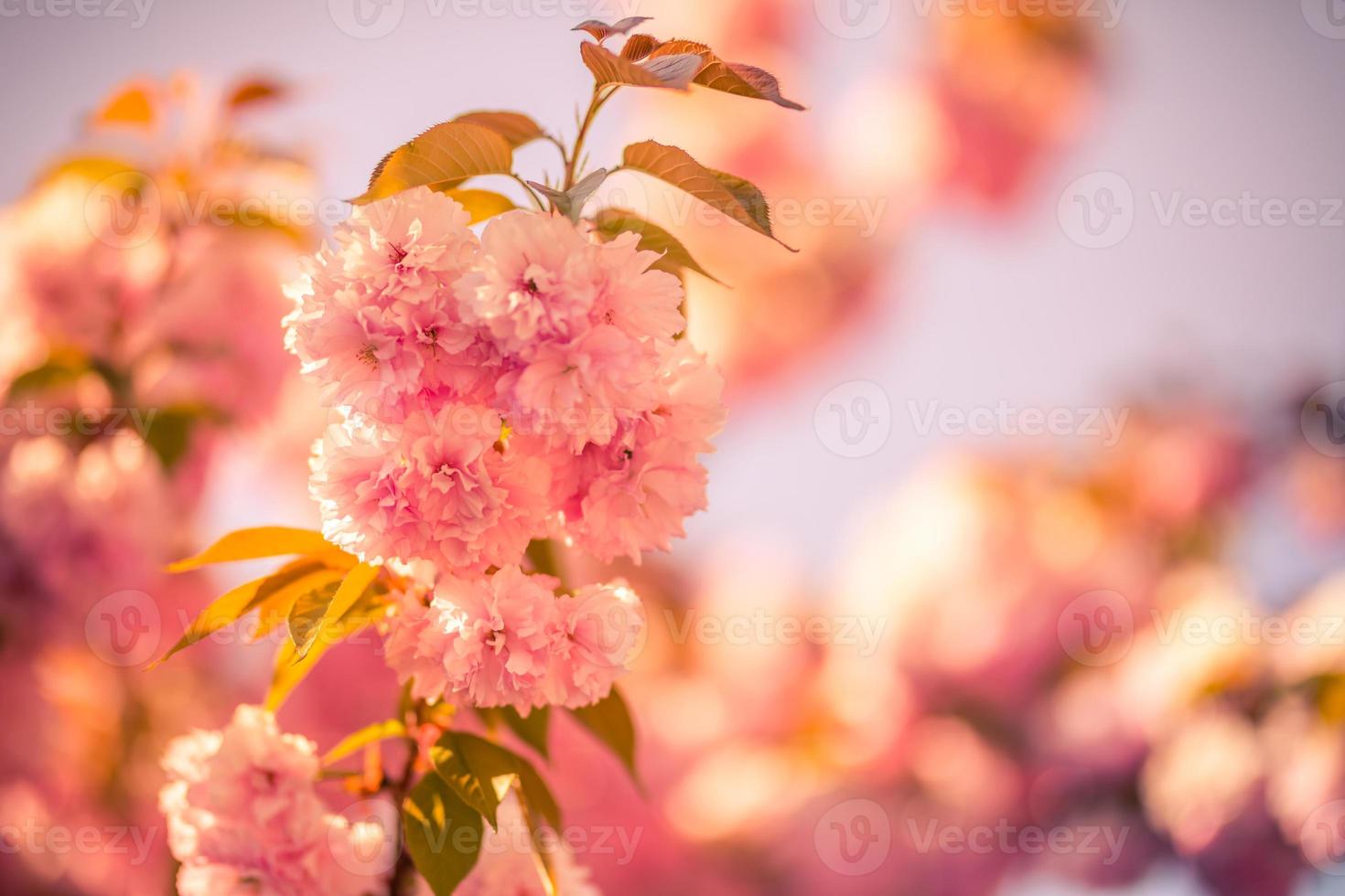 Spring blooming tree, soft sunset sunlight, bright flowers and delicate blue sky. Beautiful nature scenery photo