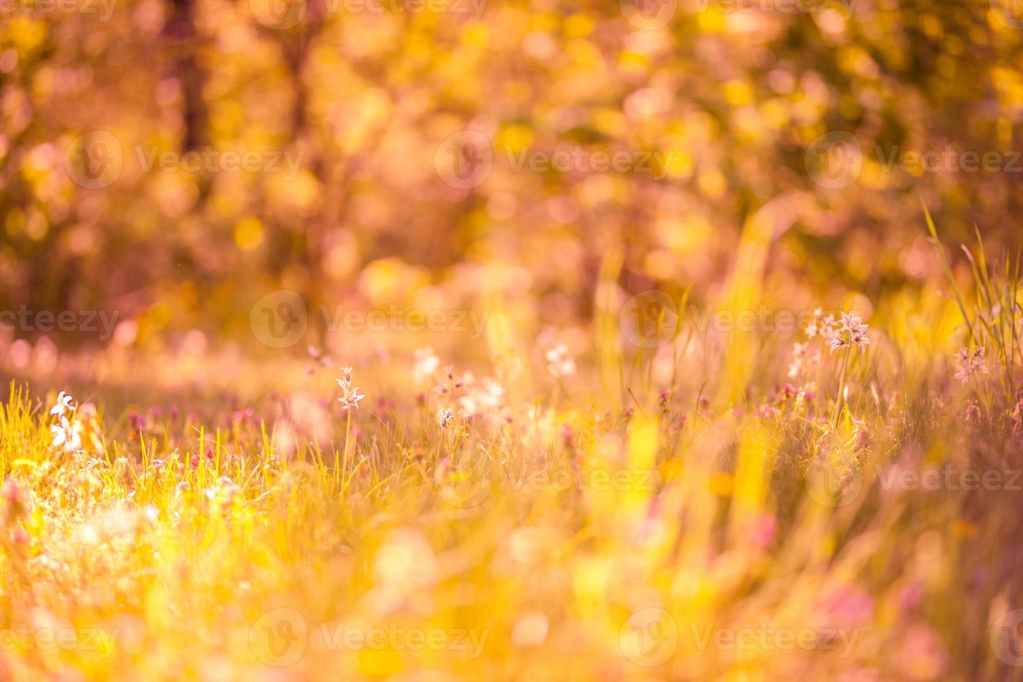 Meadow pink flowers on morning sunlight background. Beautiful meadow field, golden sunset light, blurred background. Bright abstract spring summer concept, design photo