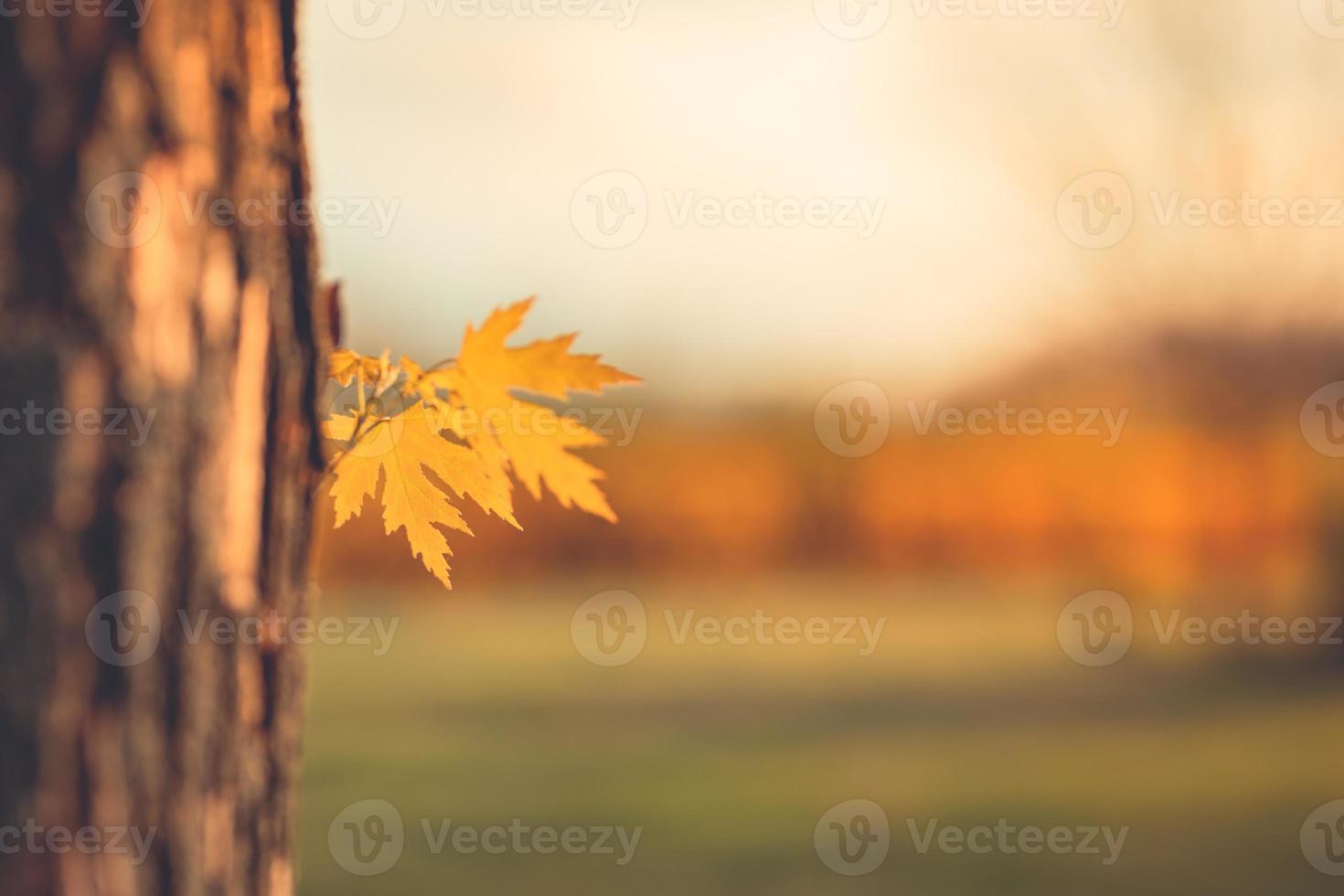 Oak leaves on the scenic autumn forest illuminated by morning sun or sunset light photo