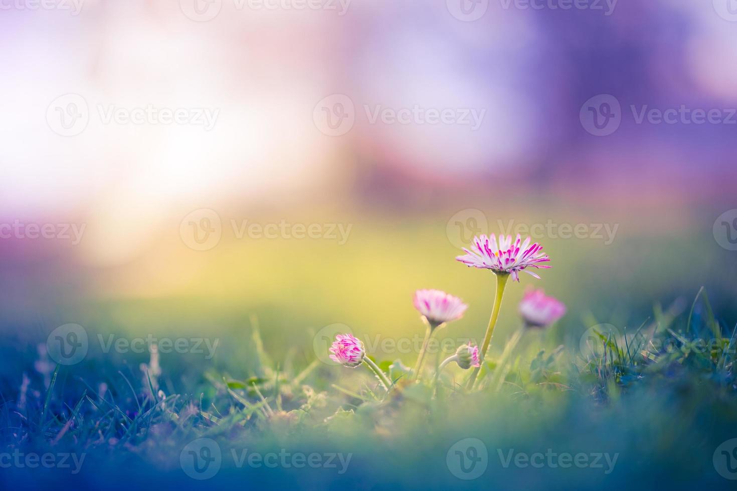 Beautiful pink flowers, meadow and spring blurred nature scenery with blue sky, macro, soft focus. Magic colorful artistic image uplifting and inspirational mood of nature, spring floral background photo