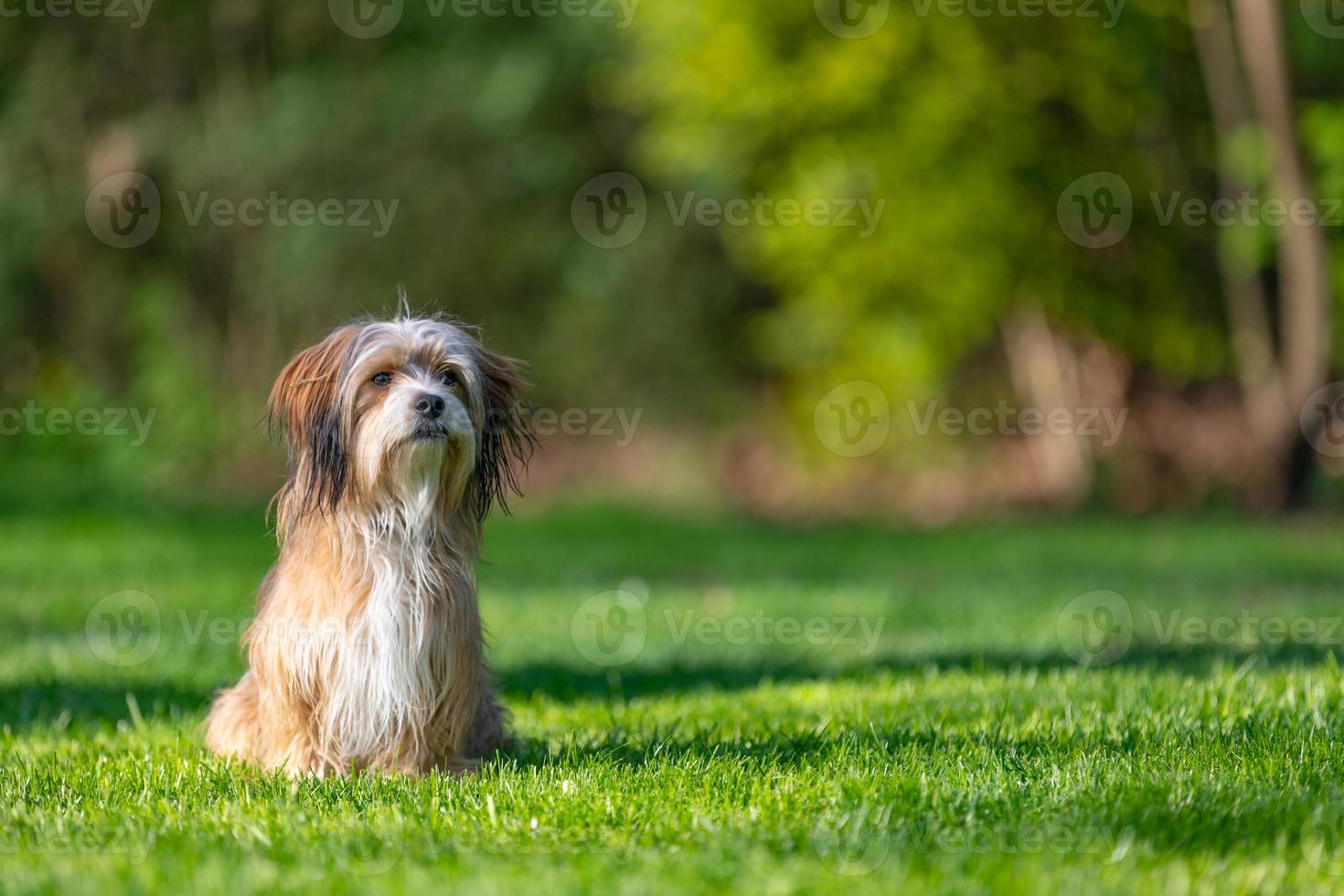 perro shih tzu jugando en la hierba verde. retrato de perro lindo de pelo largo de pura raza foto