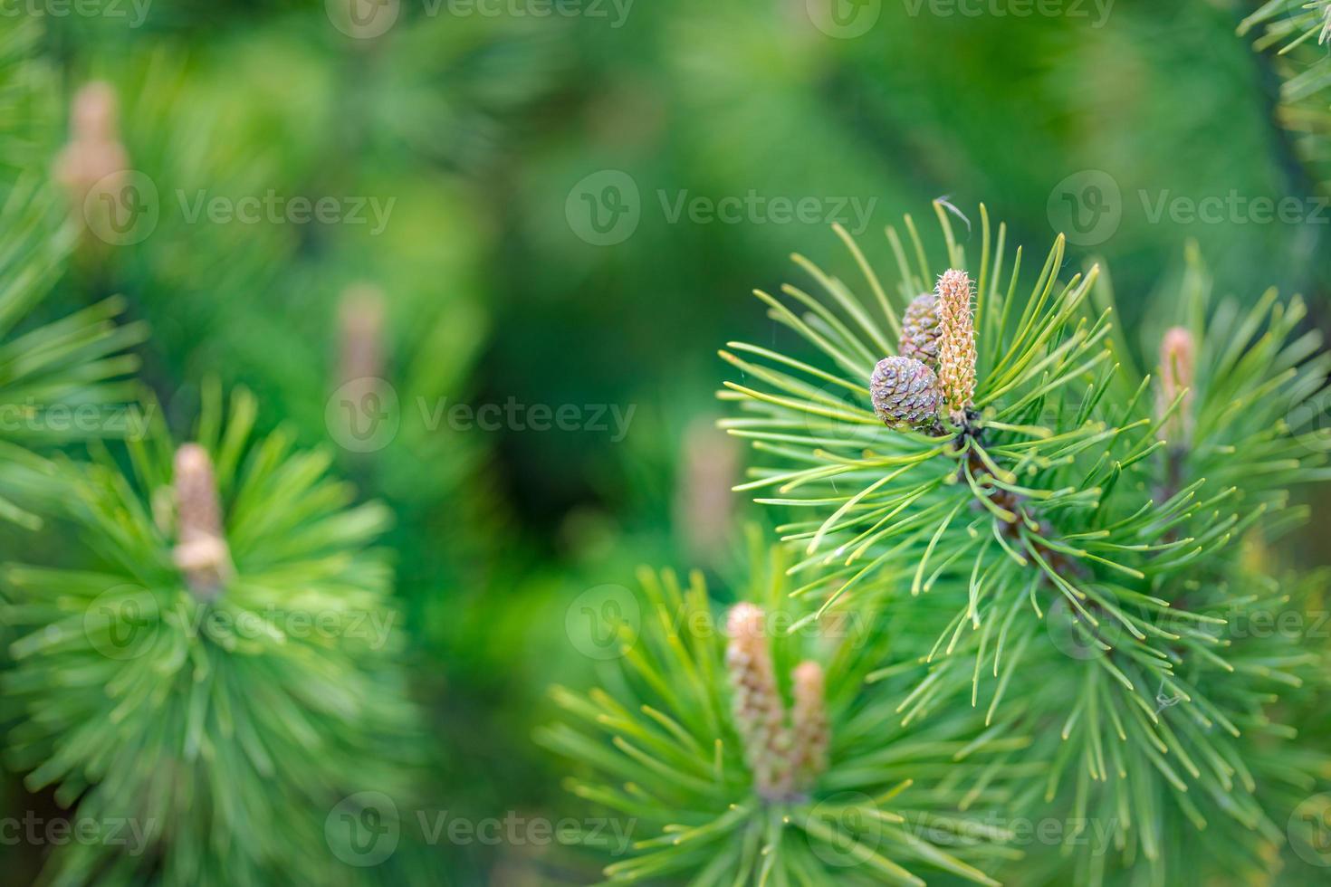 ramas de pino verde, primer plano de un árbol de hoja perenne. plantas ornamentales coníferas con agujas verdes. foto