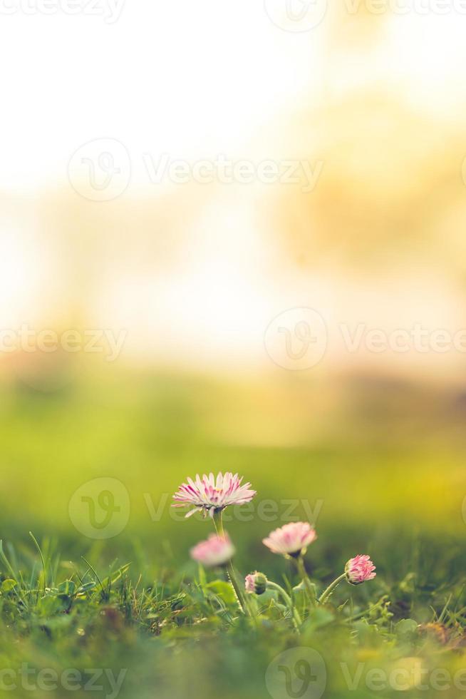 Beautiful pink flowers, meadow and spring blurred nature scenery with blue sky, macro, soft focus. Magic colorful artistic image uplifting and inspirational mood of nature, spring floral background photo