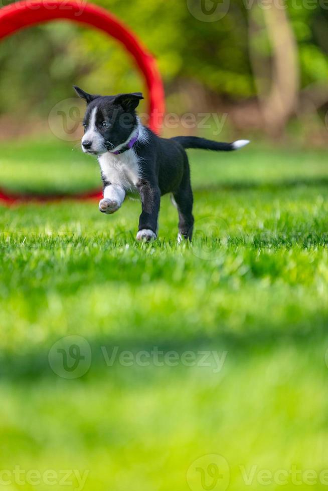 adorable retrato de un cachorro collie de borde blanco y negro saludable y feliz increíble foto