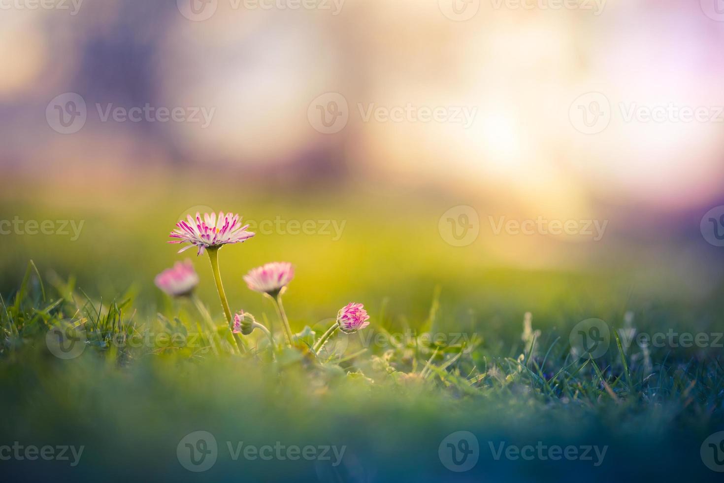 Beautiful pink flowers, meadow and spring blurred nature scenery with blue sky, macro, soft focus. Magic colorful artistic image uplifting and inspirational mood of nature, spring floral background photo