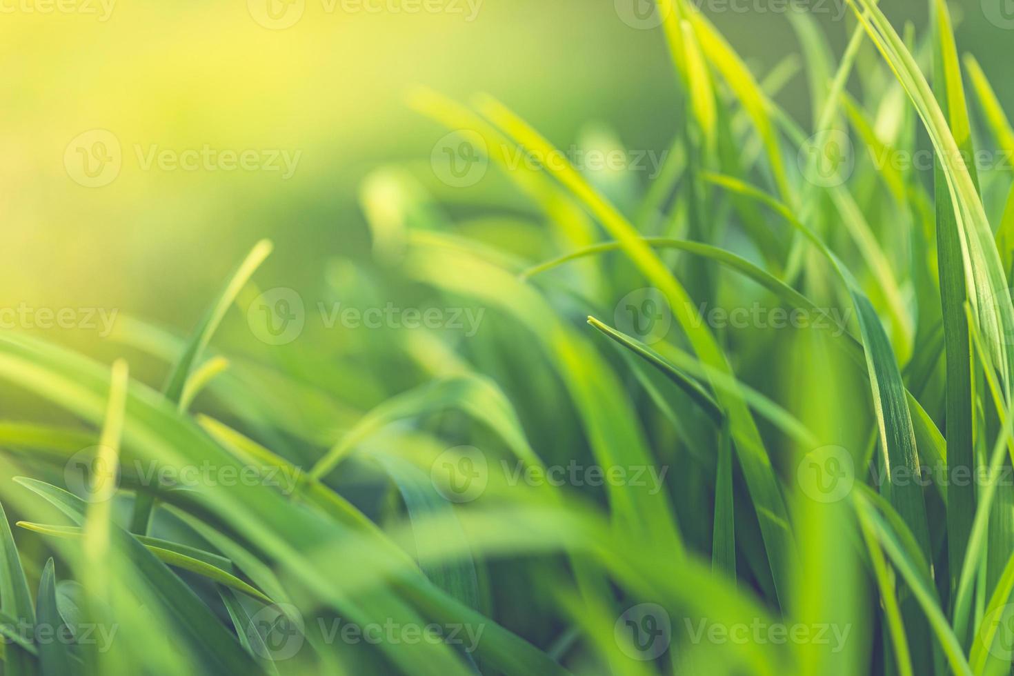 Closeup nature sunset of green grass meadow on blurred greenery background in garden with copy space using on blurred background natural green plants landscape, ecology template. photo