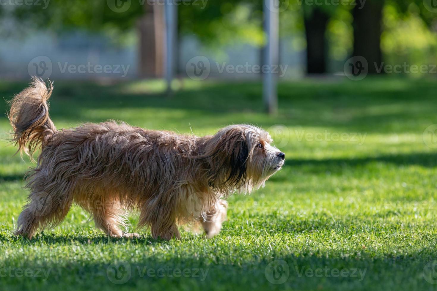 Shih Tzu dog playing in green grass. Purebred long hair cute dog portrait photo
