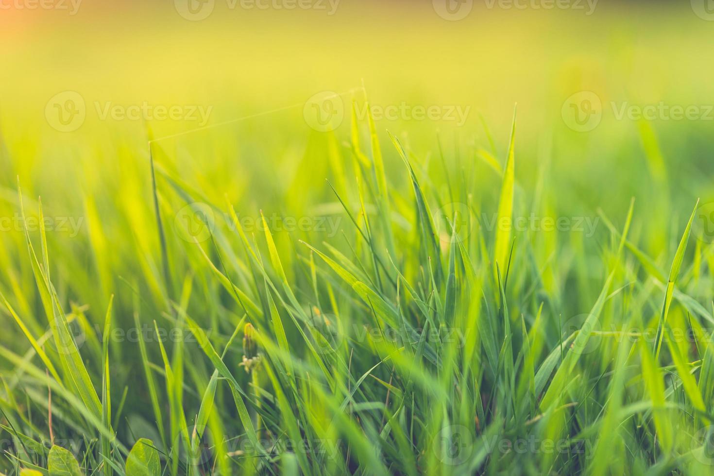 Closeup nature sunset of green grass meadow on blurred greenery background in garden with copy space using on blurred background natural green plants landscape, ecology template. photo