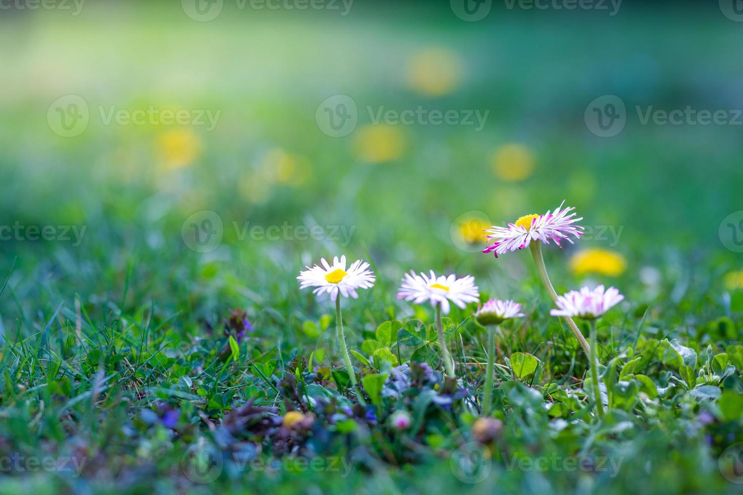 Beautiful pink flowers, meadow and spring blurred nature scenery with blue sky, macro, soft focus. Magic colorful artistic image uplifting and inspirational mood of nature, spring floral background photo