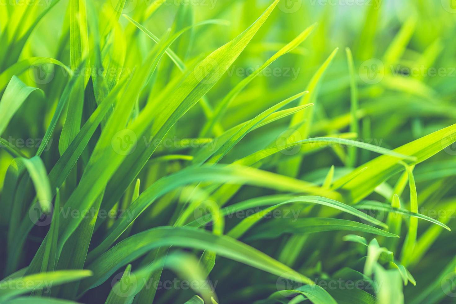 Puesta de sol natural de primer plano de pradera de hierba verde sobre fondo verde borroso en el jardín con espacio de copia usando sobre fondo borroso paisaje de plantas verdes naturales, plantilla de ecología. foto