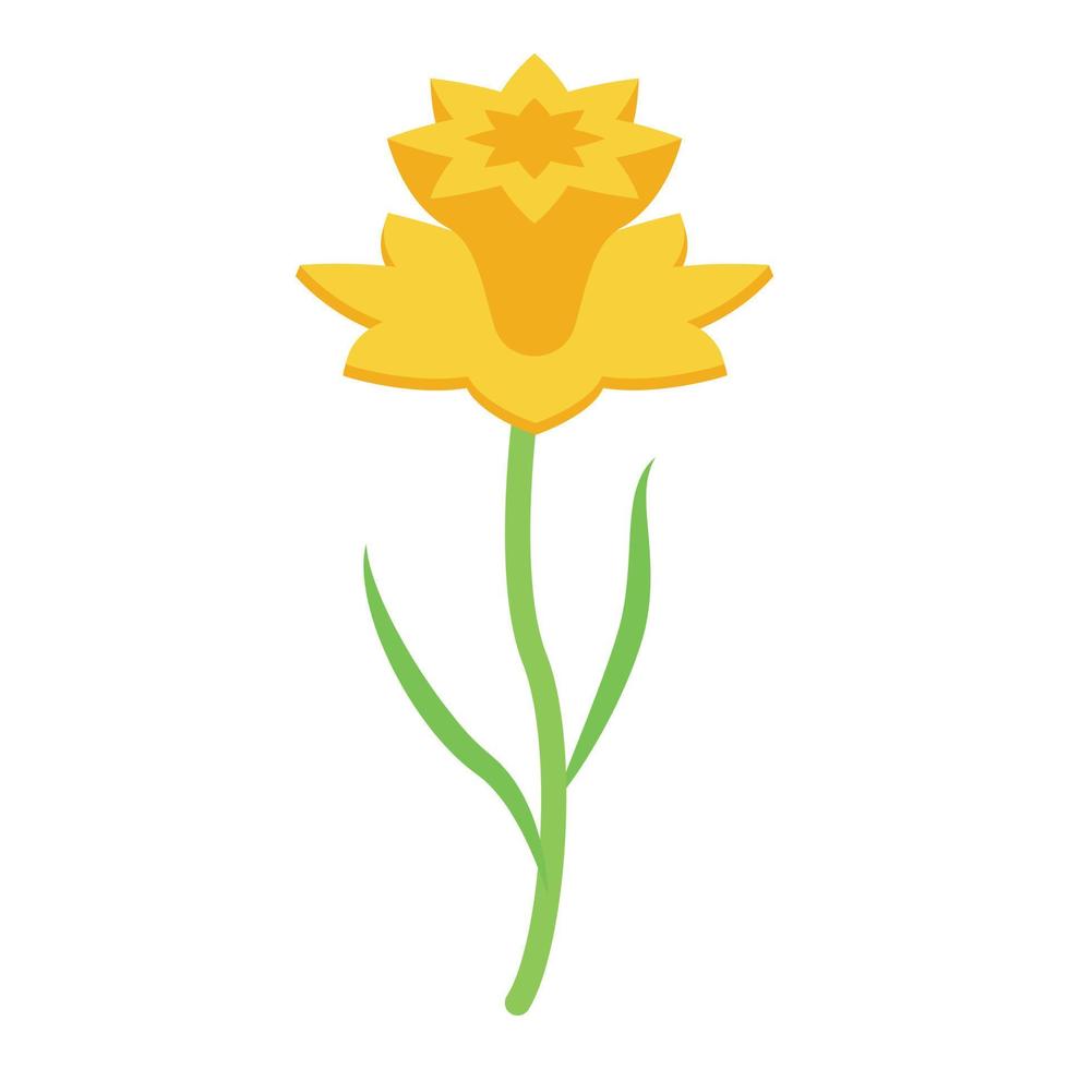 Narcissus icon isometric vector. Daffodil flower vector