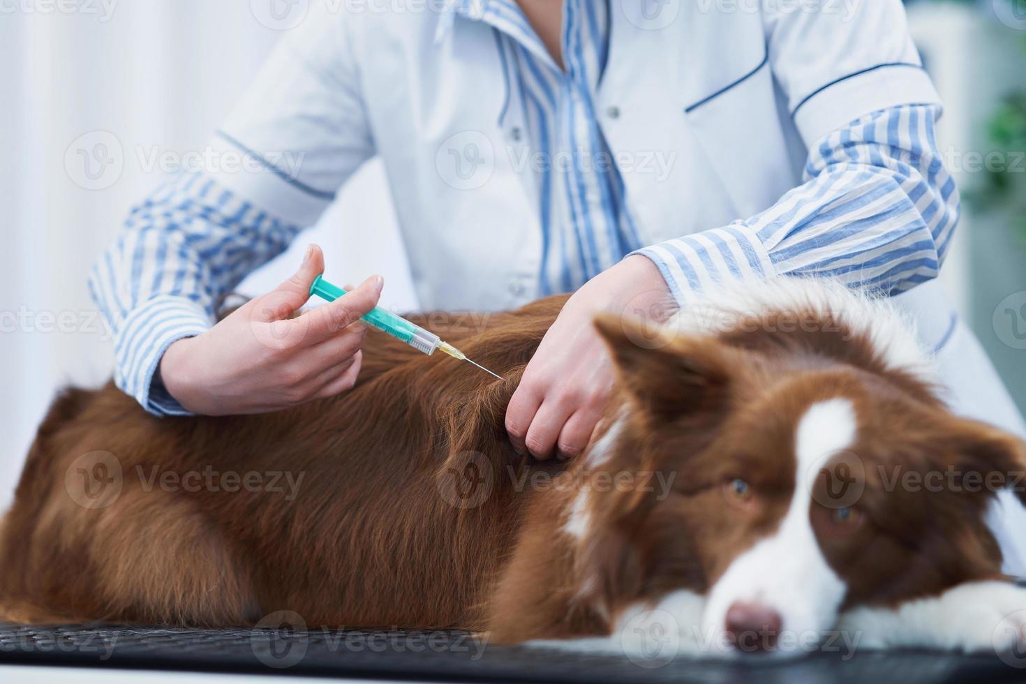 Brown Border Collie dog during visit in vet photo