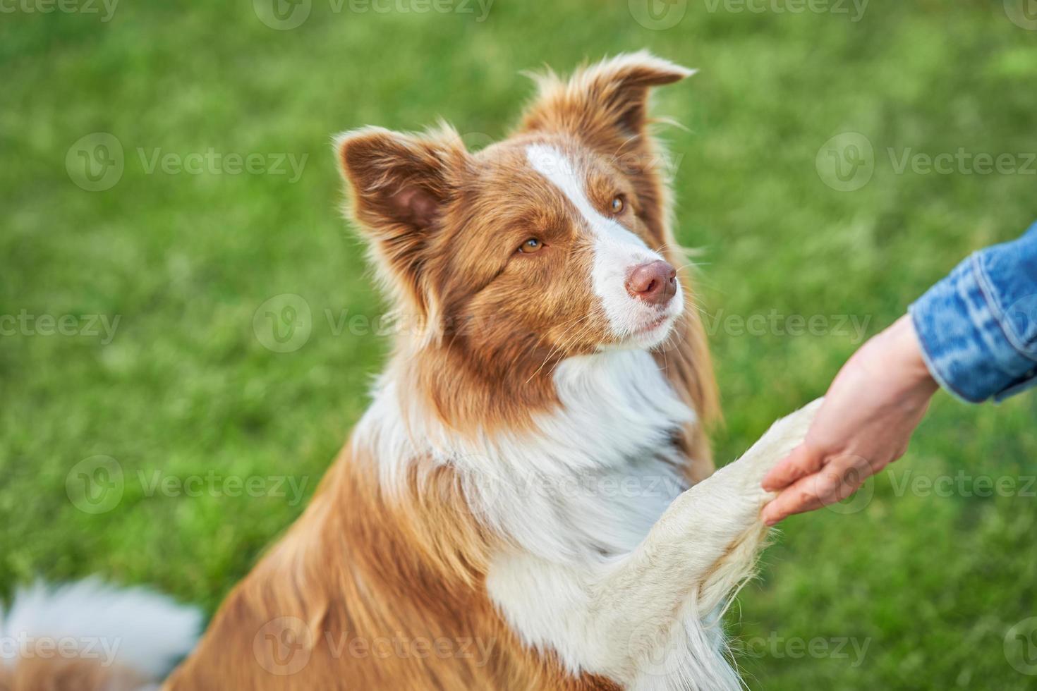 Chocolate White Border Collie with woman owner photo