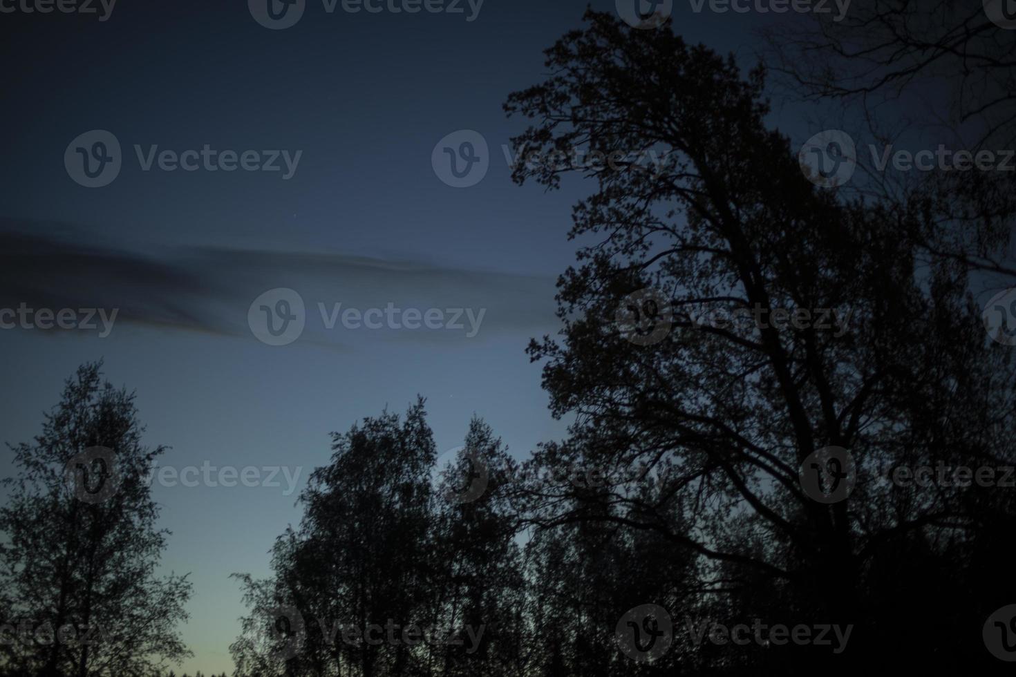 bosque de noche. siluetas de árboles en la noche. paisaje forestal foto