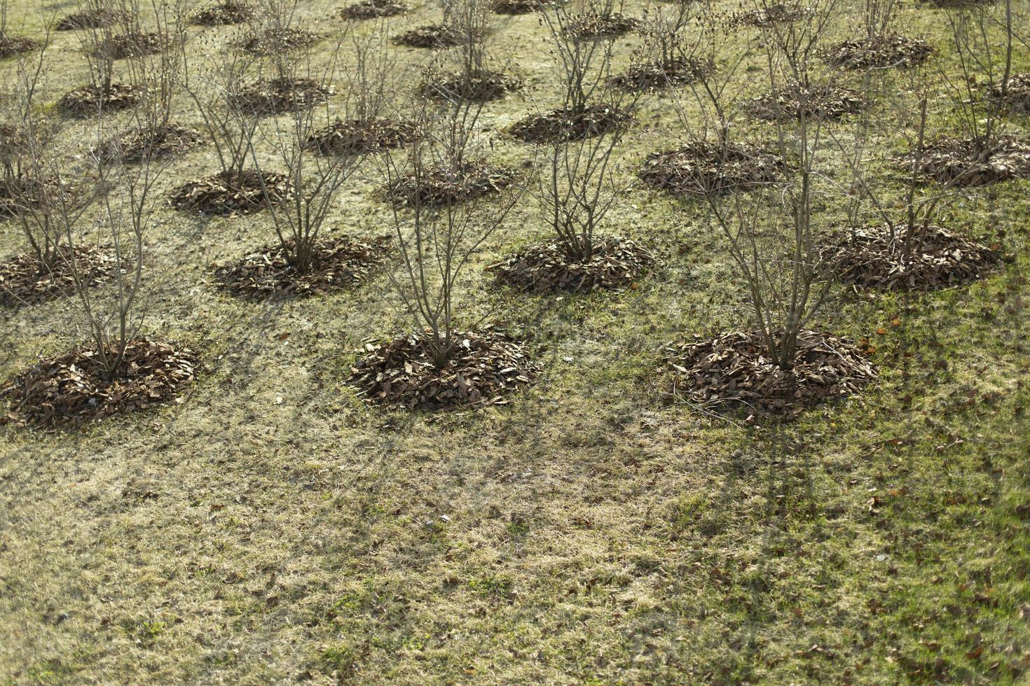 un montón de árboles en los agujeros. plantar plántulas en el suelo. parque de la ciudad. foto