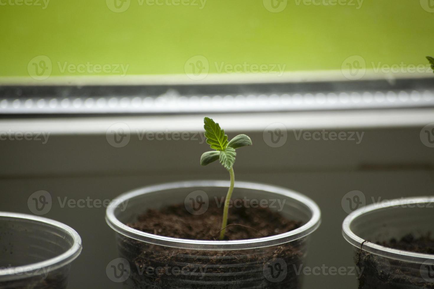 Sprout of marijuana in ground. Growing plants at home. Sprout on window. photo