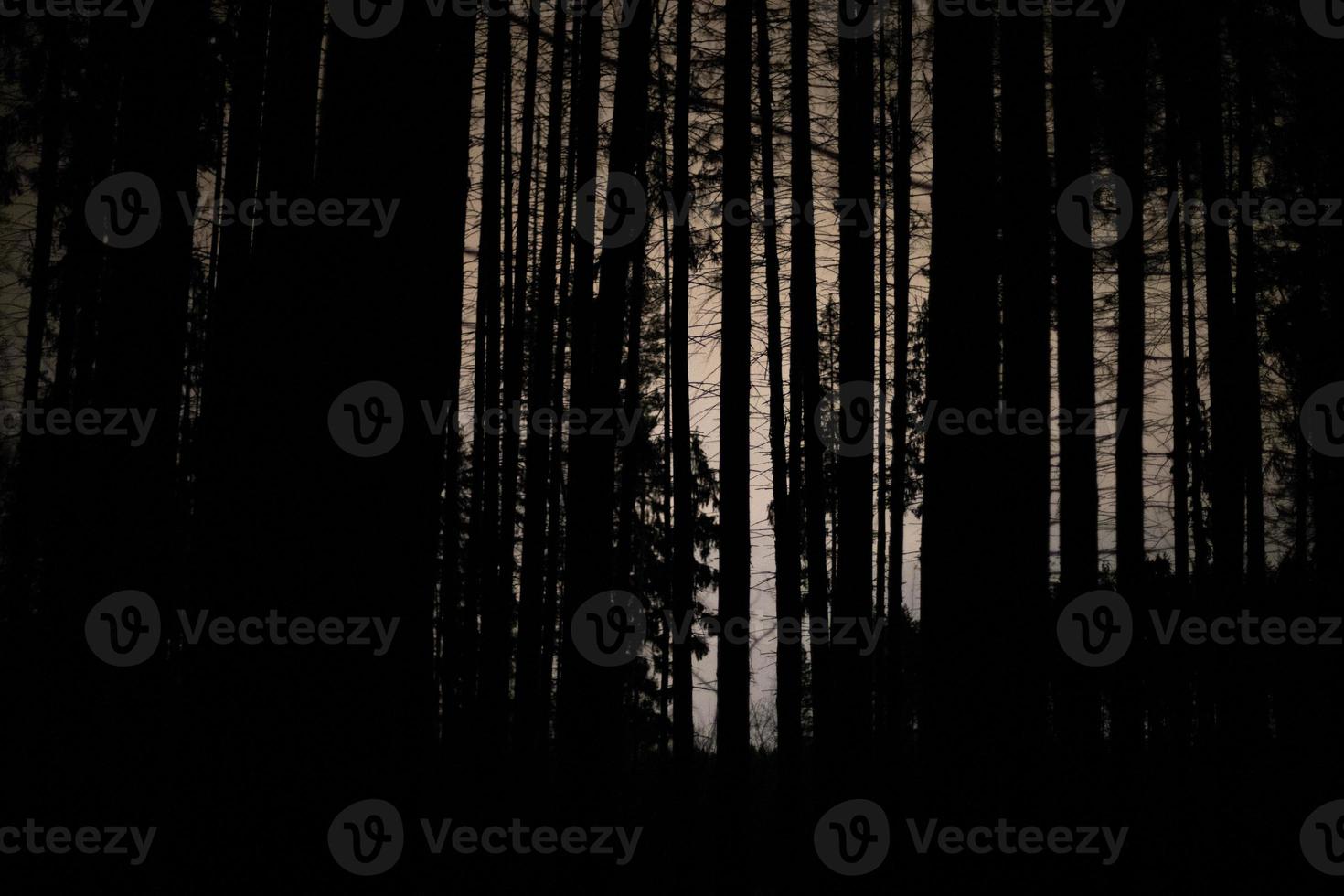 Silhouettes of tree trunks in evening. At night in woods. photo